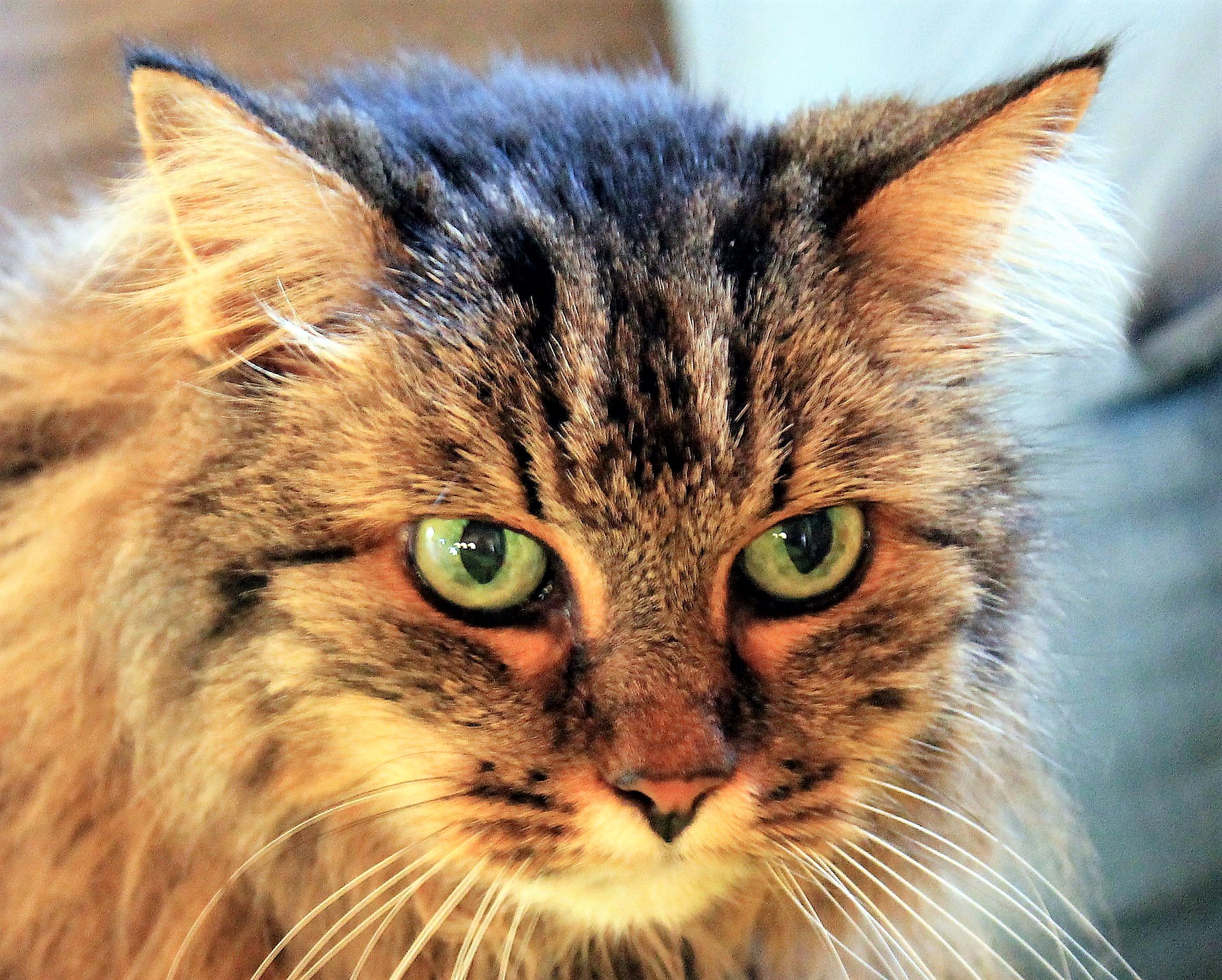 I verdi occhi di Tigre