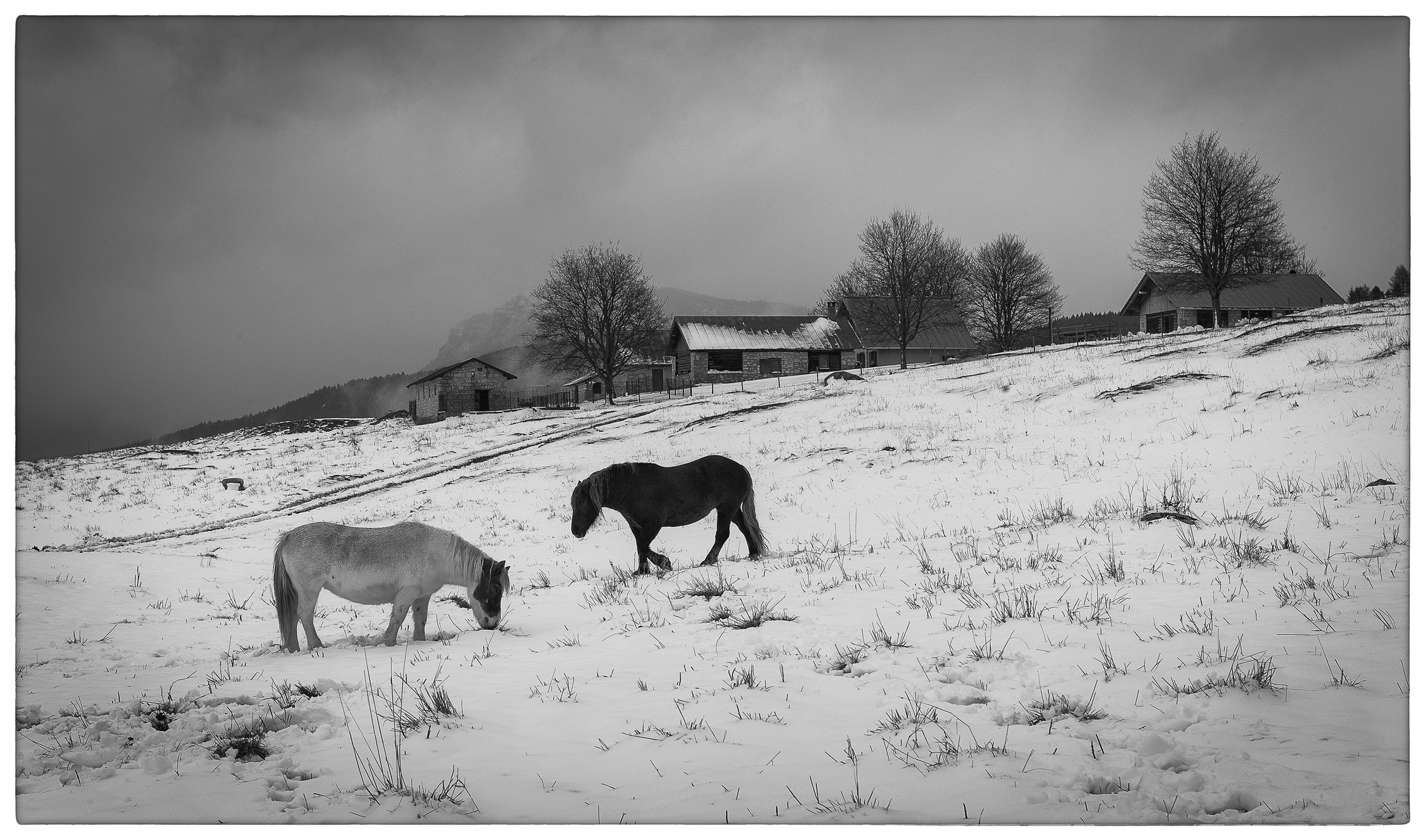 Horses in the white meadow