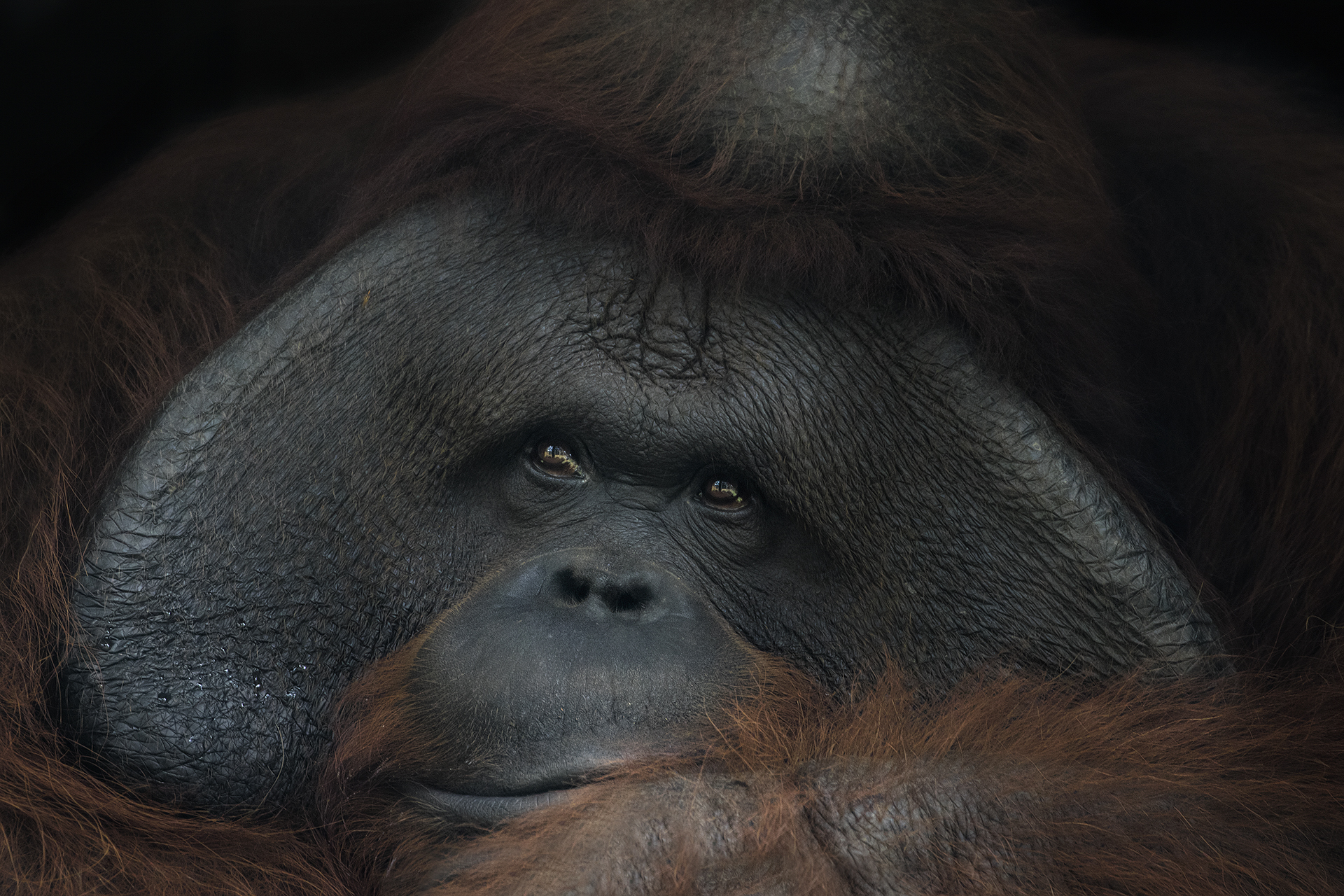 orangutan
