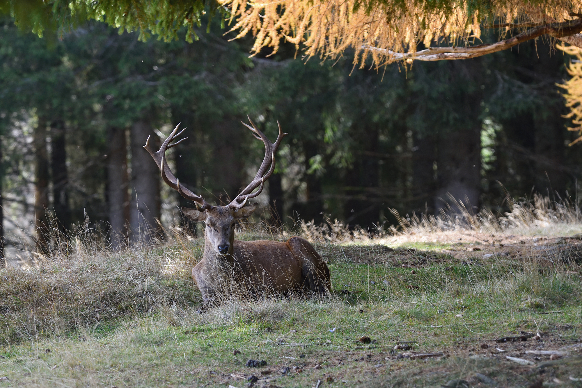 Cervo el bosco di Panevegio