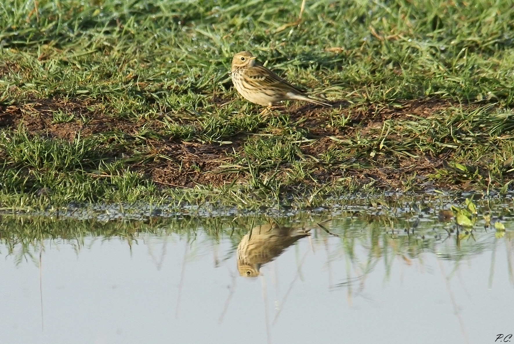 pispola in the mirror