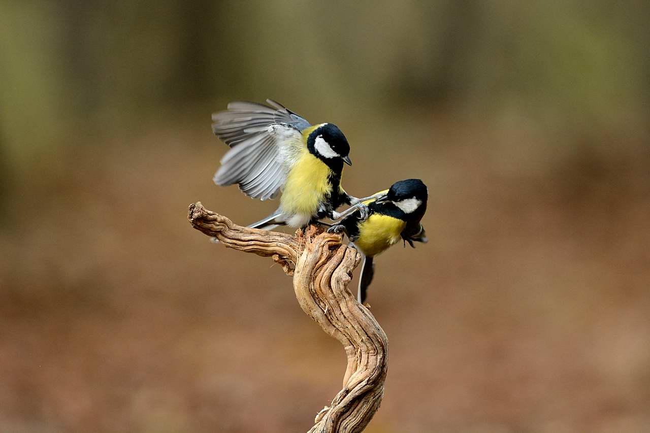 Fighting between cinciallegre ..