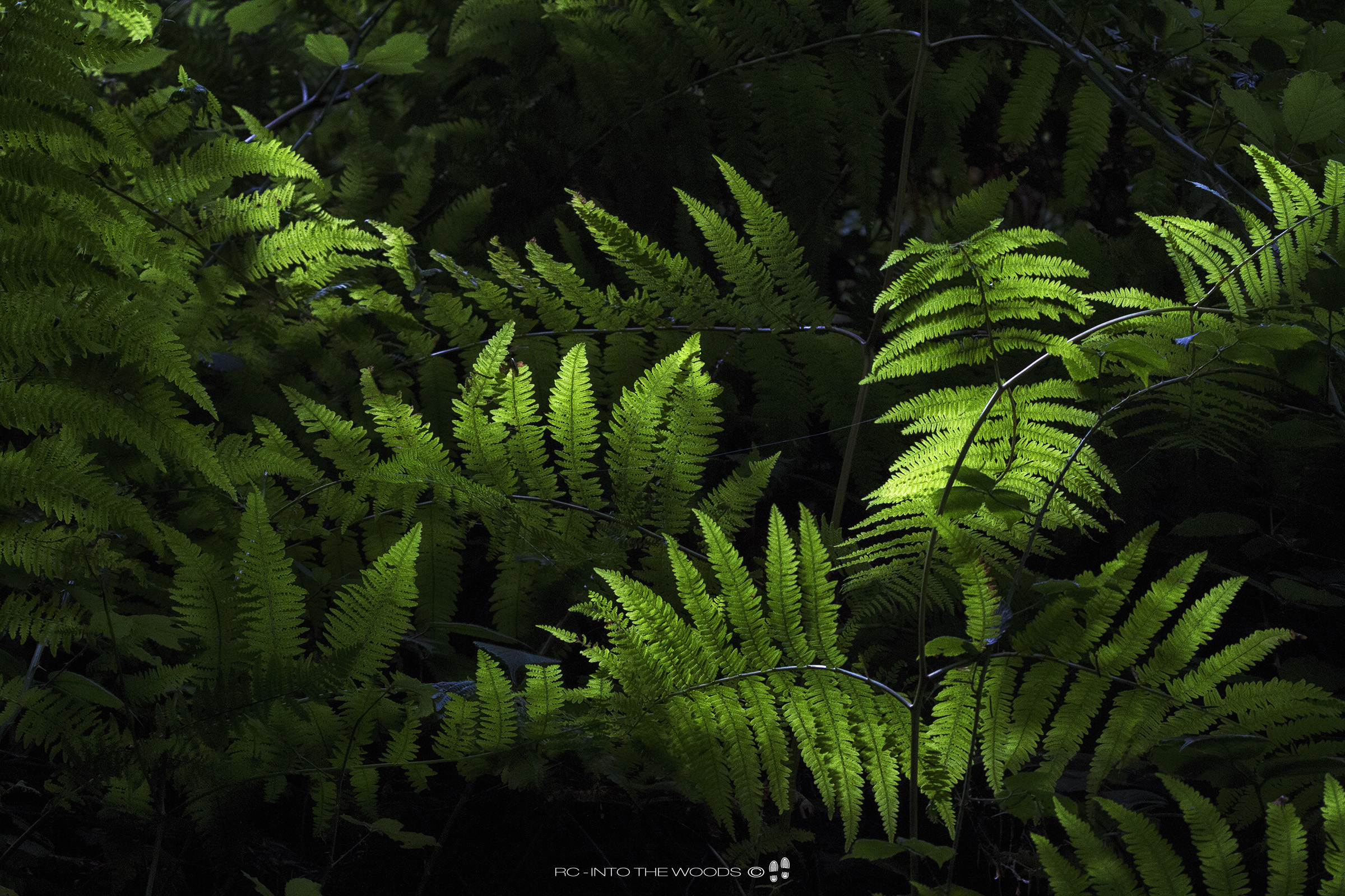 Ferns
