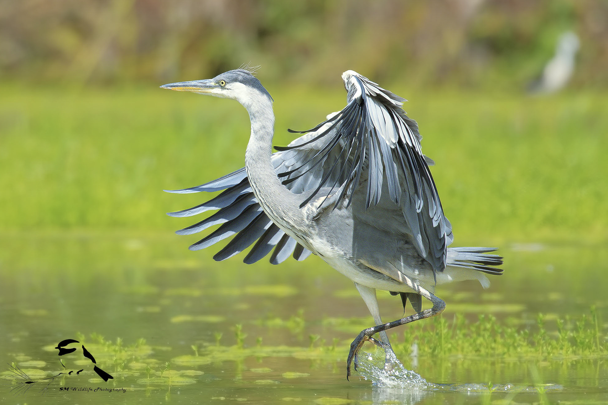 Walking in Swamp ...
