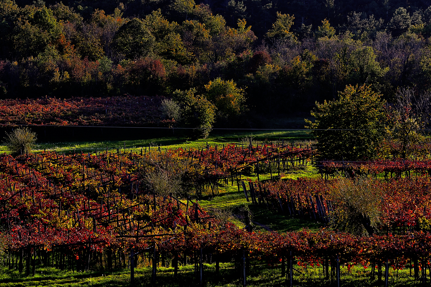 Vigne confine italo sloveno