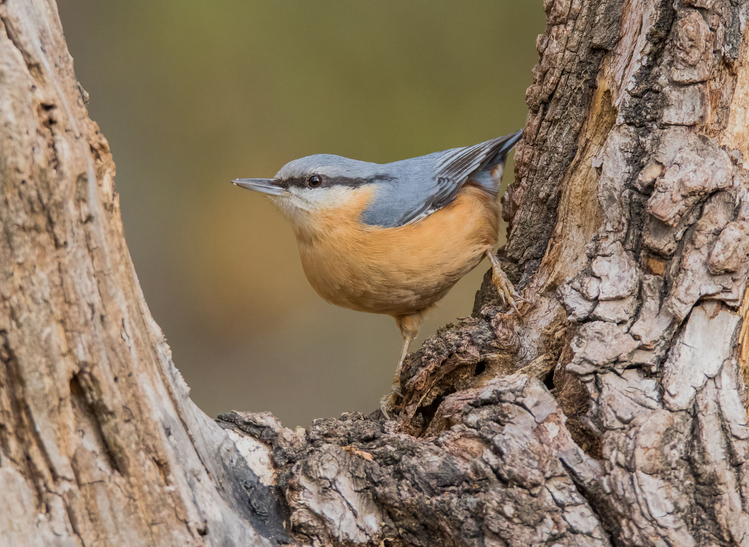 Woodpecker Bricklayer