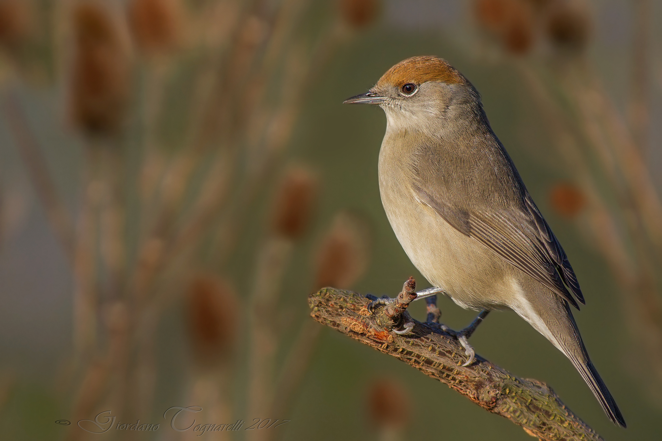 Capinera F. in the theme of red