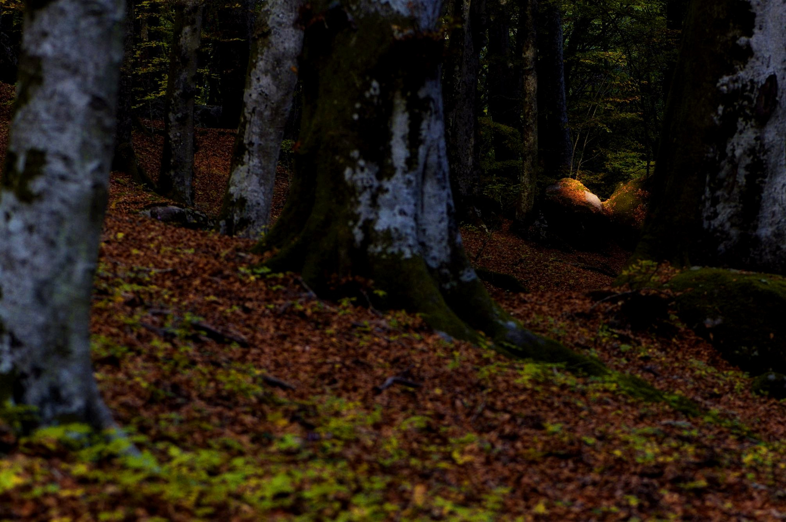 Kissing in the forest