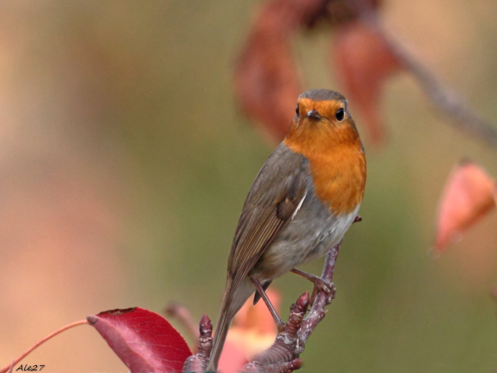 ... I met a robin ...