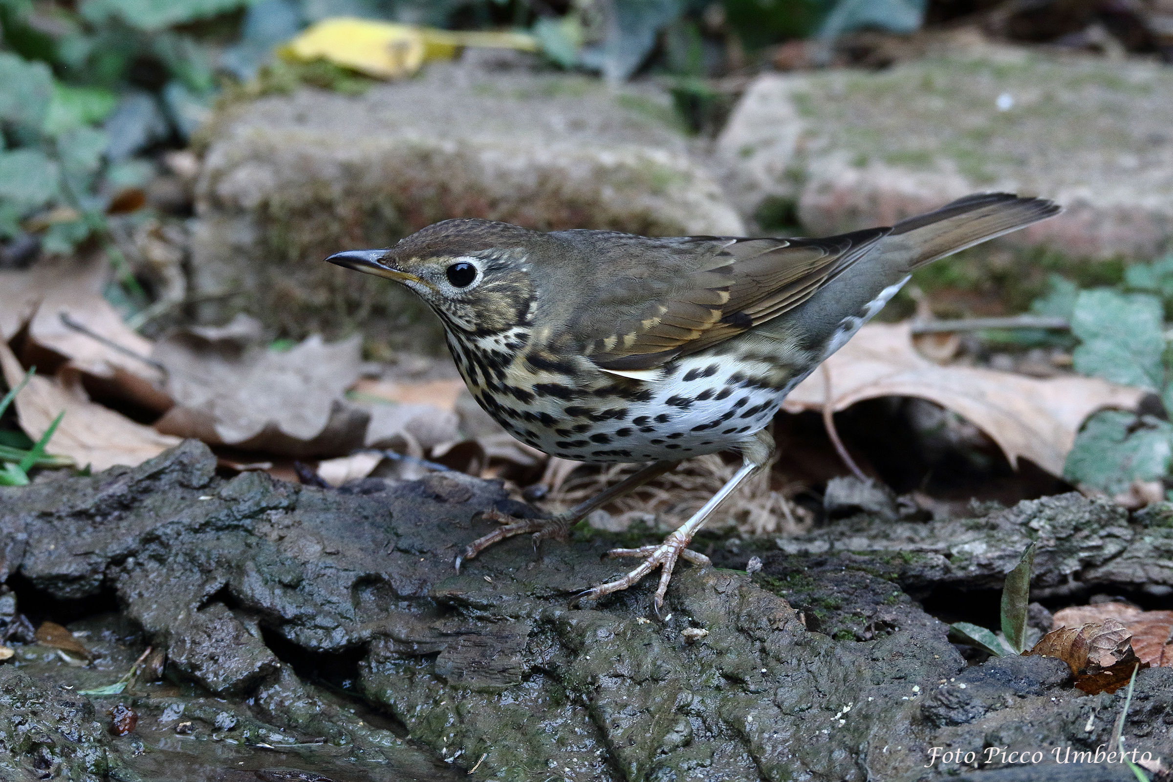 tordo bottaccio alla pozzanghera