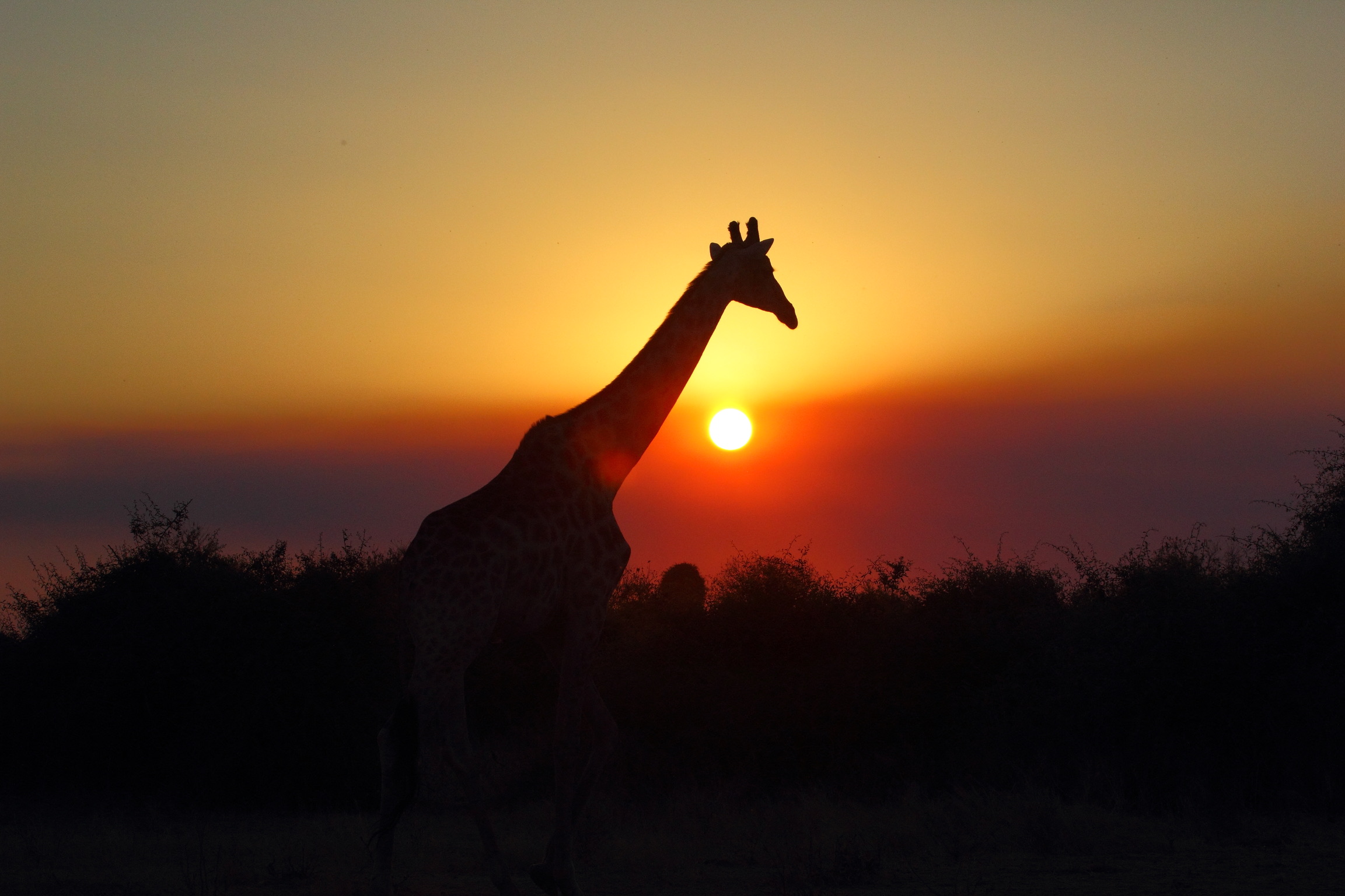 Tramonto nel Chobe n.p.