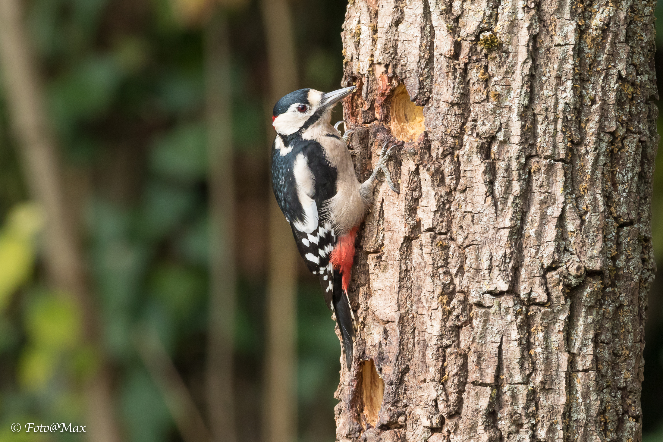 red woodpecker