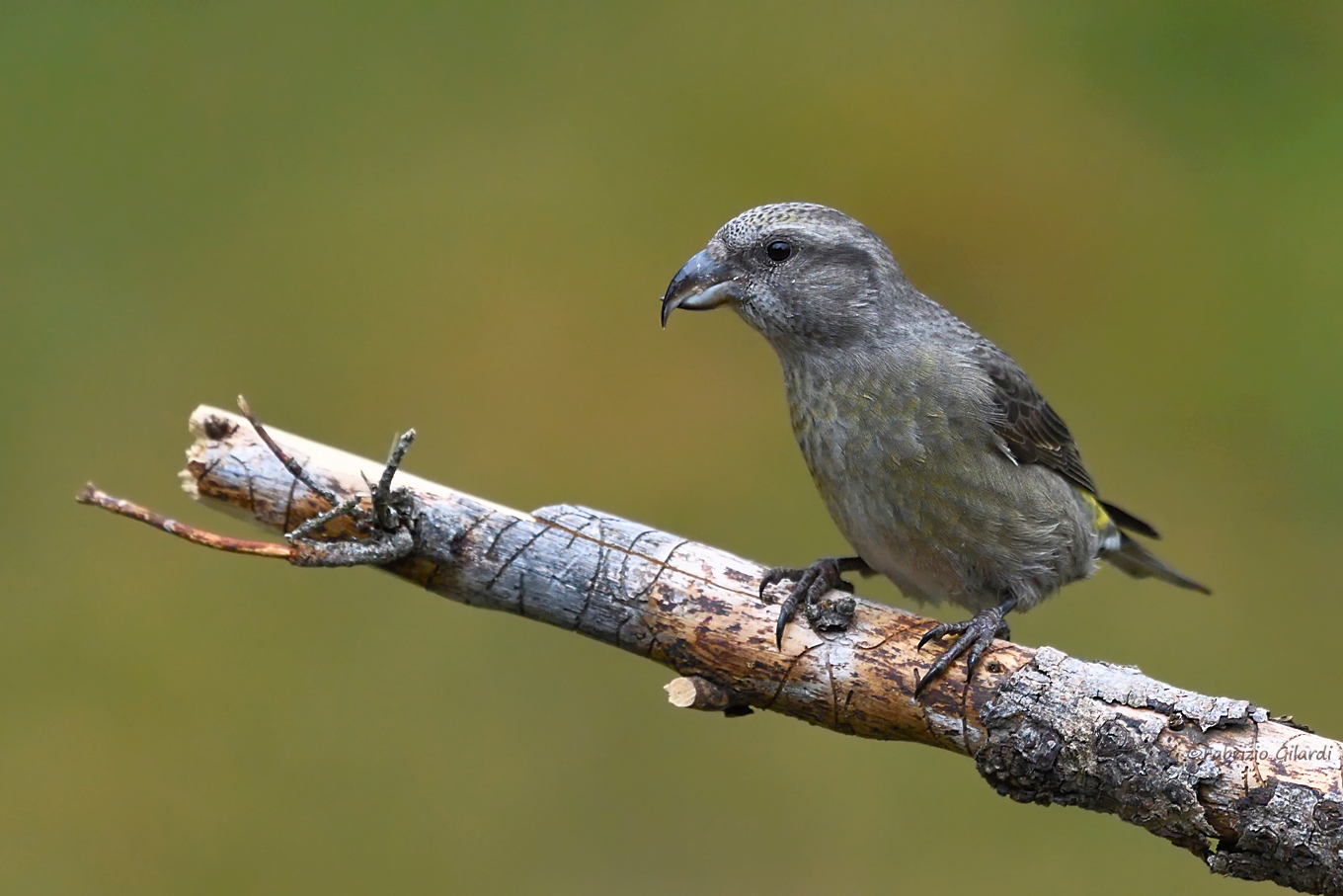 Cruises (Loxia curvirostra)