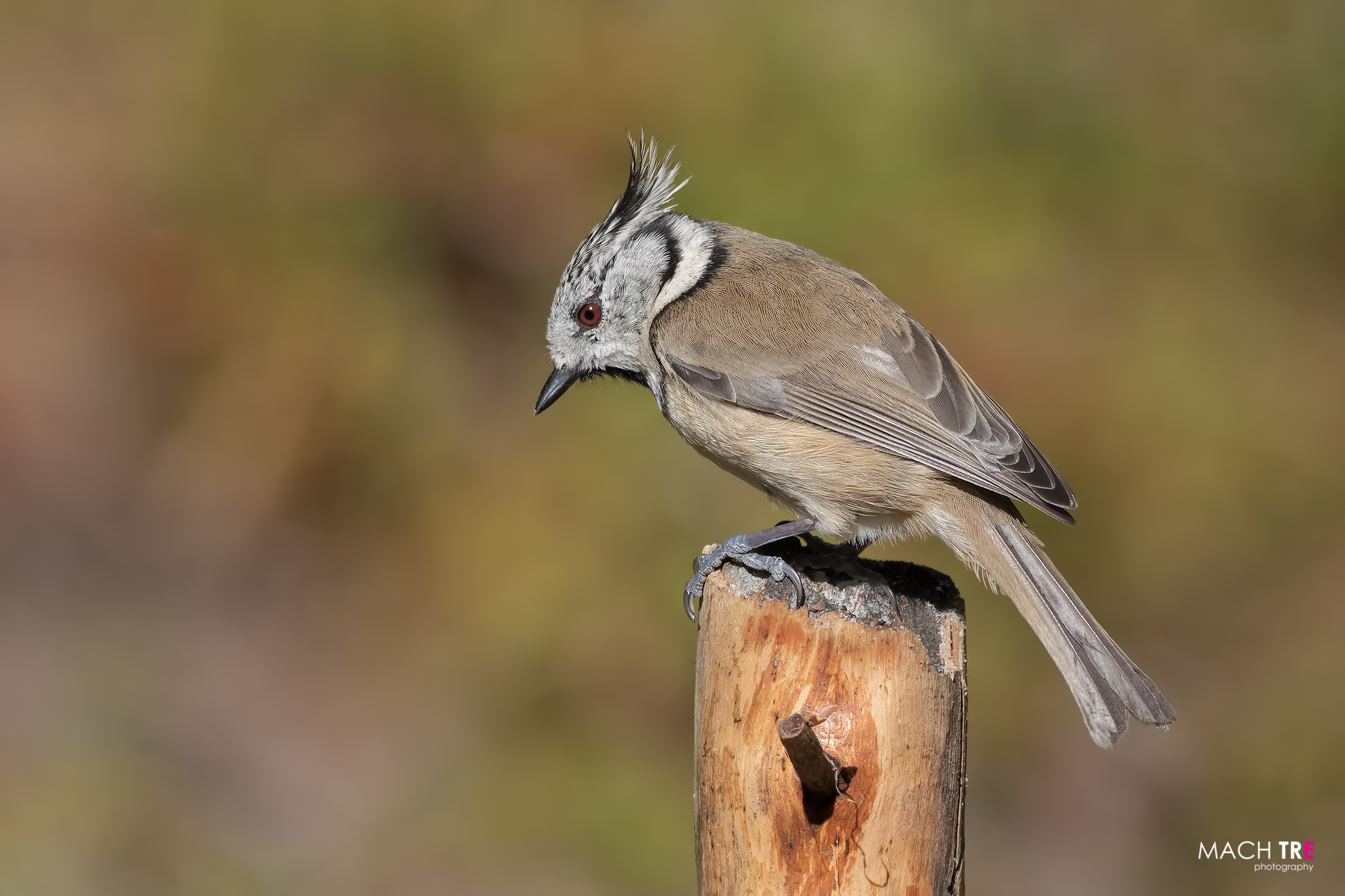 Cincia dal ciuffo (Lophophanes cristatus)