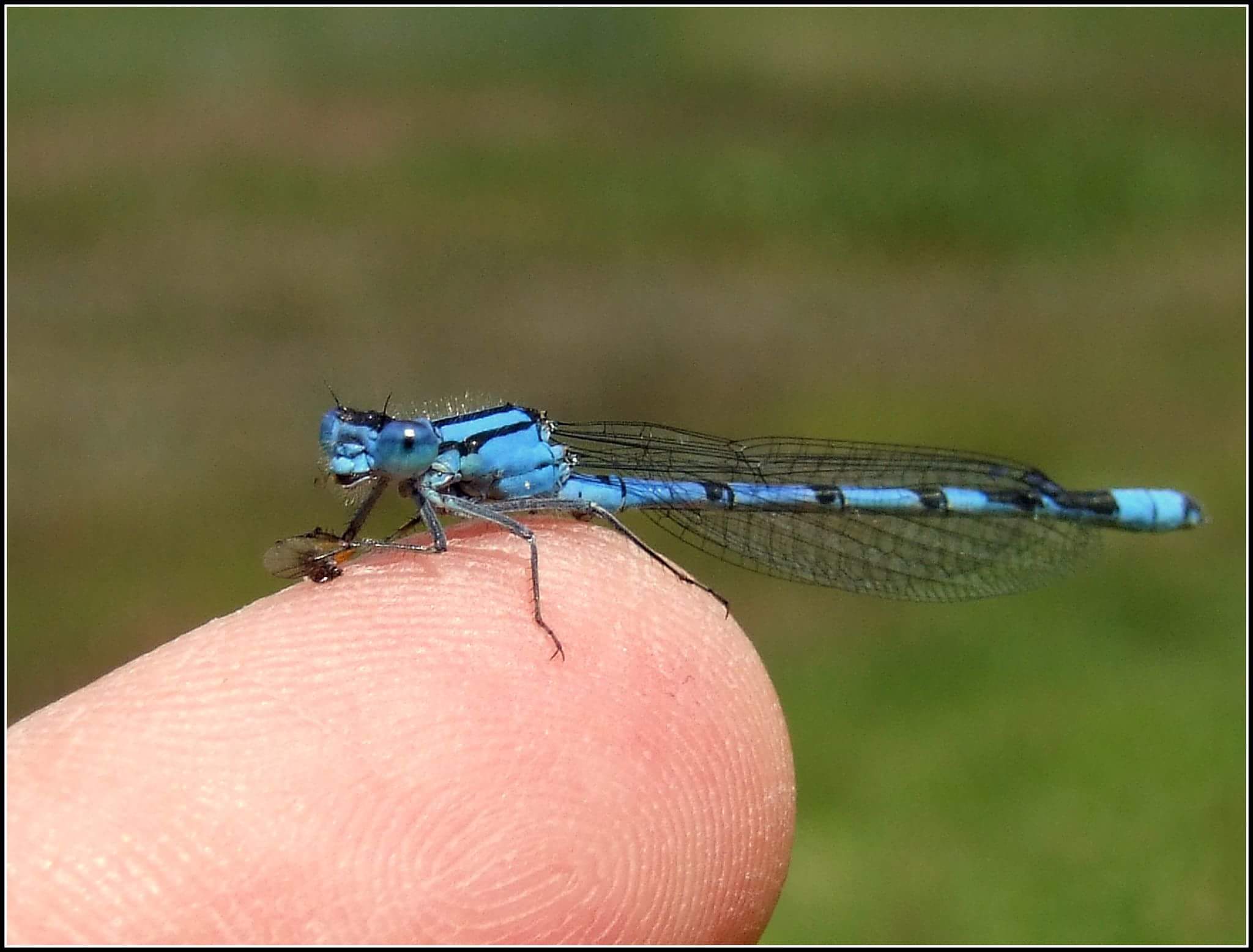 "Cyathigerum Enallagma" male