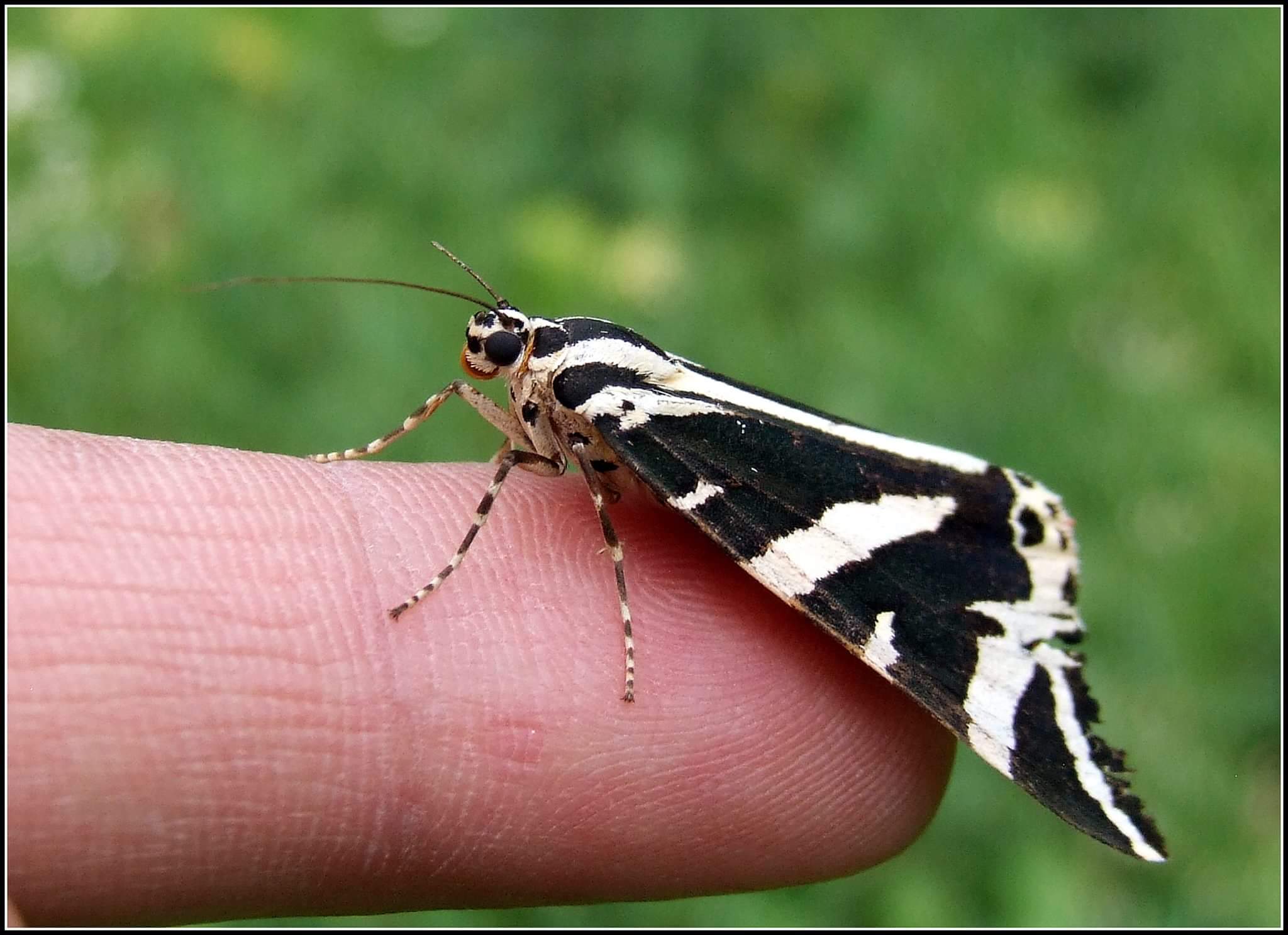 "Euplagia quadripunctaria"