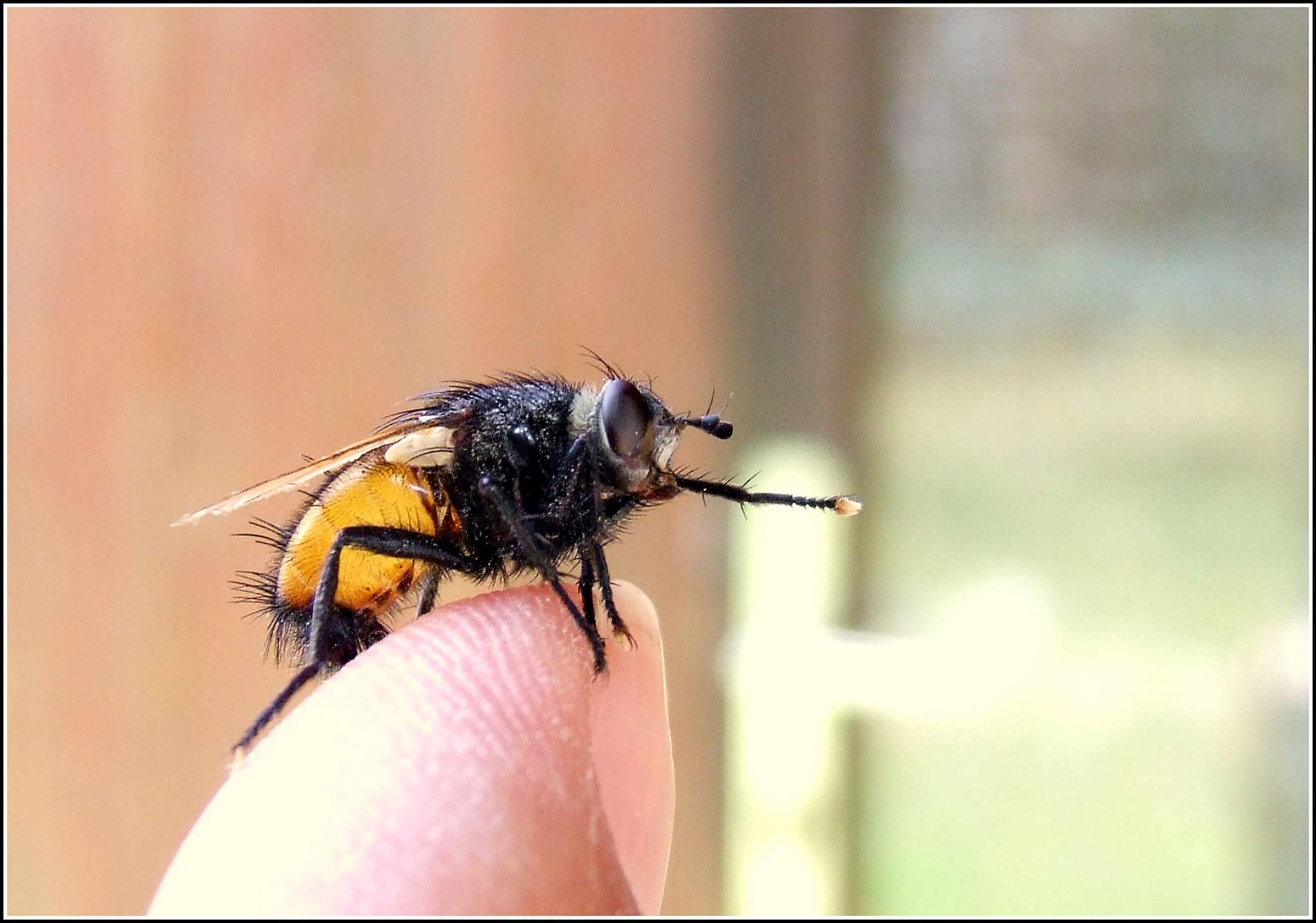"Tachina magnicornis" female ...