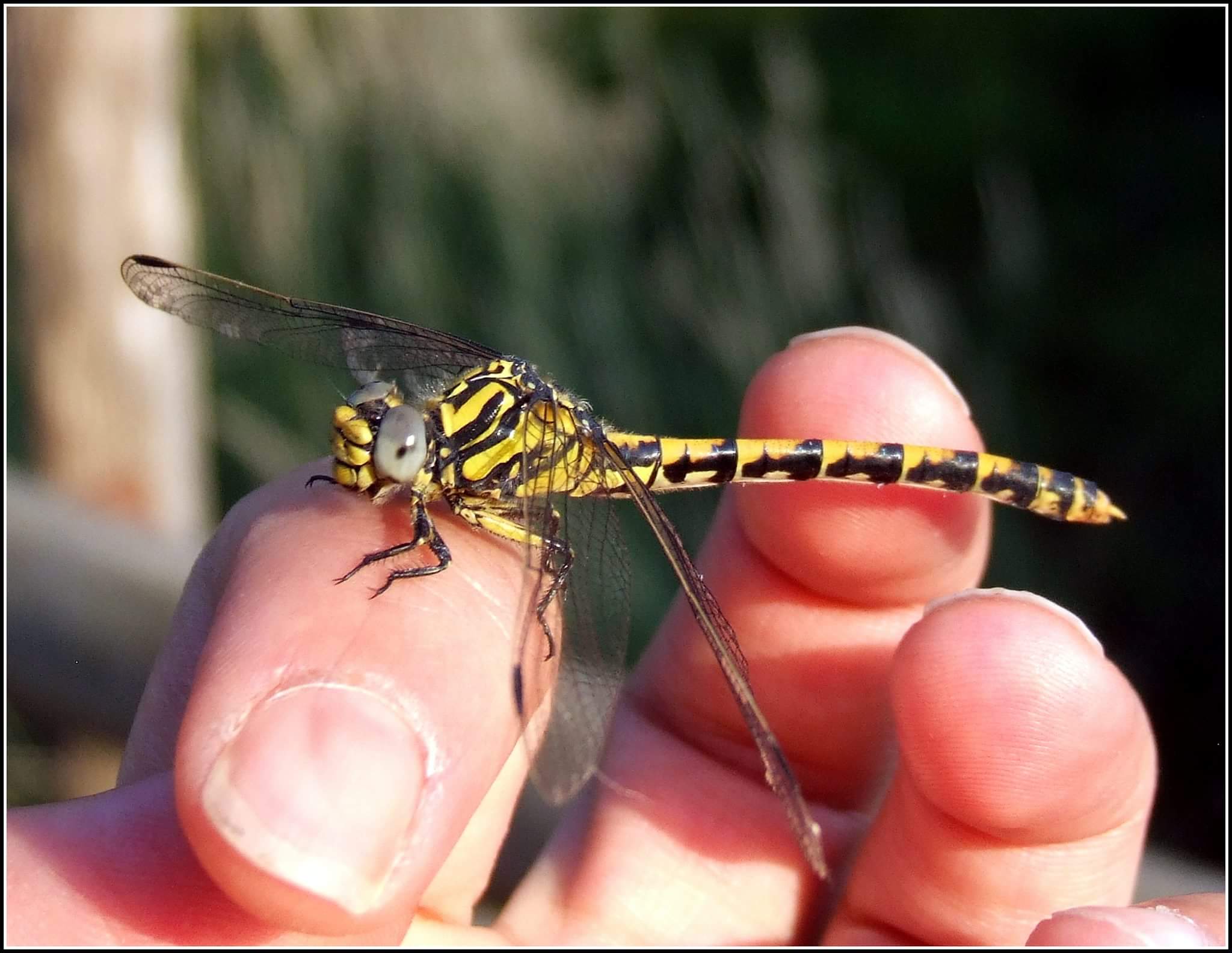 "Onychogomphus uncatus" female ...
