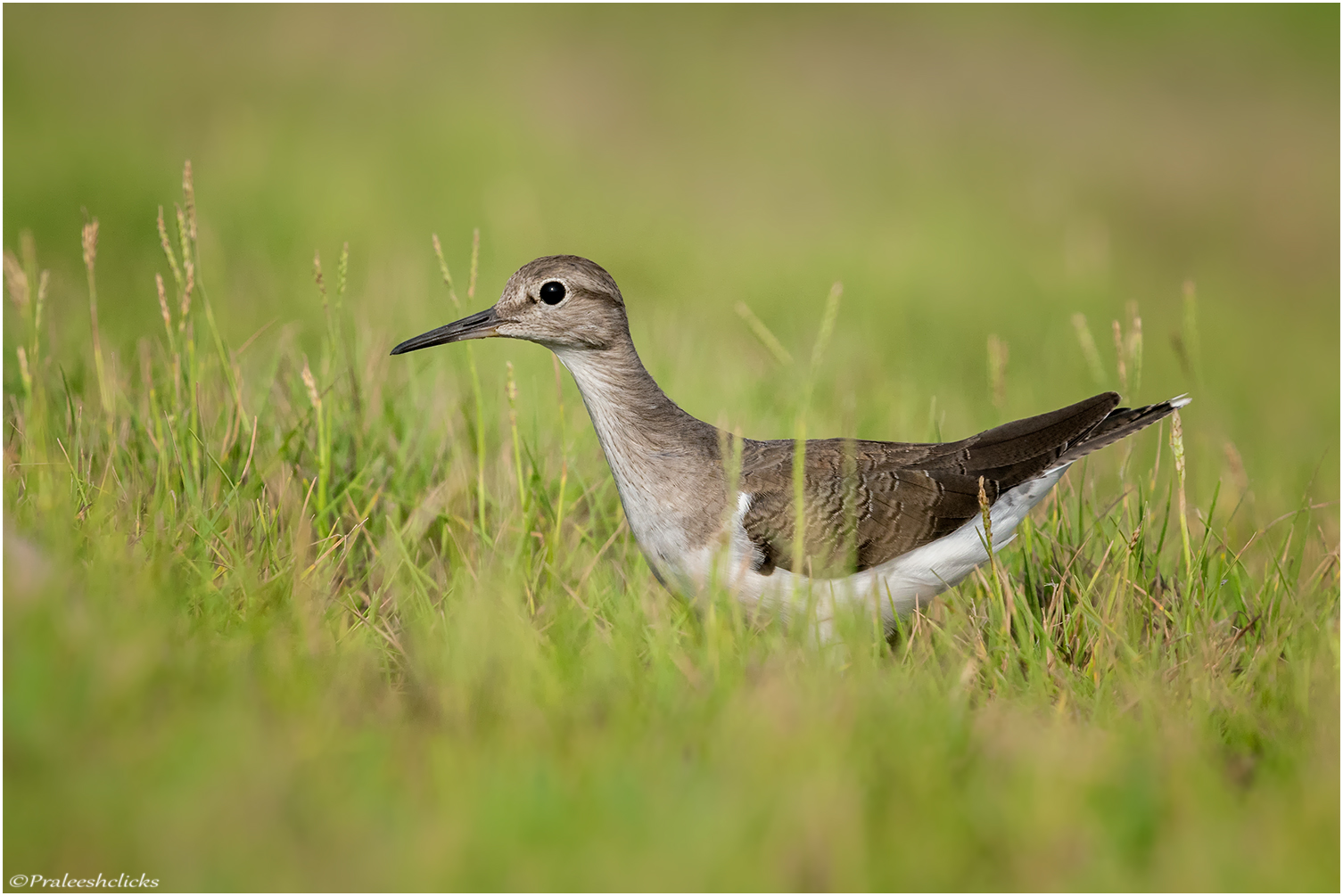 Common Sandpiper