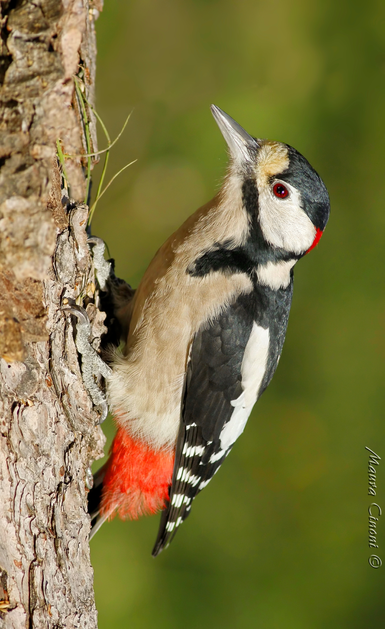 Greater Red Woodpecker