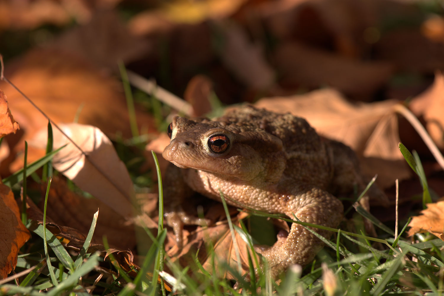 Common male toad