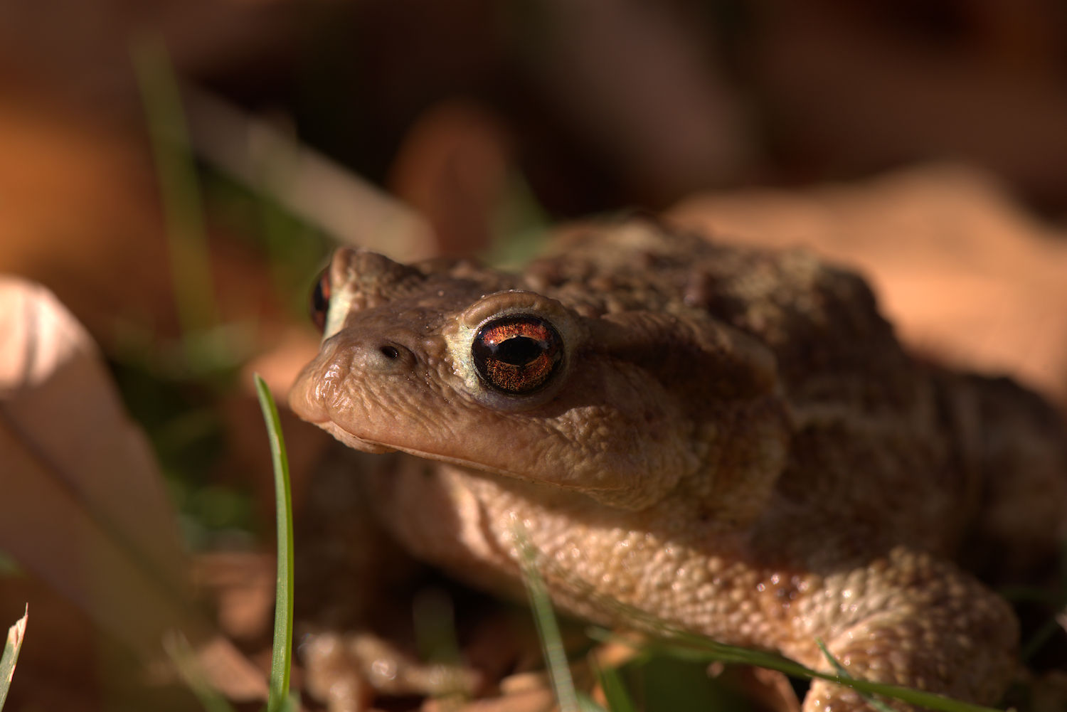 Common male toad