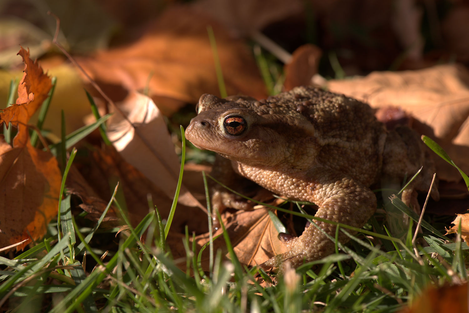 Common male toad