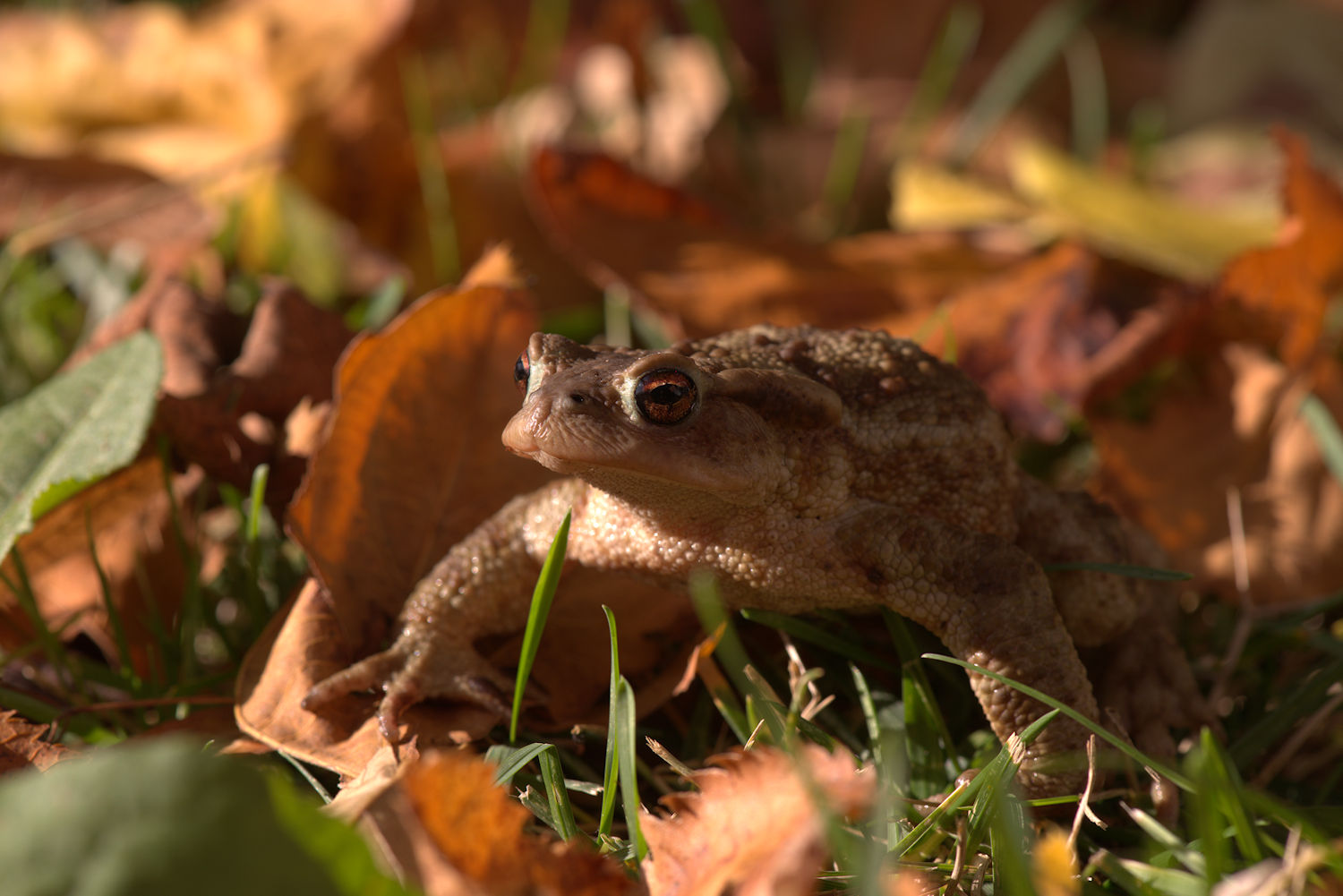 Common male toad