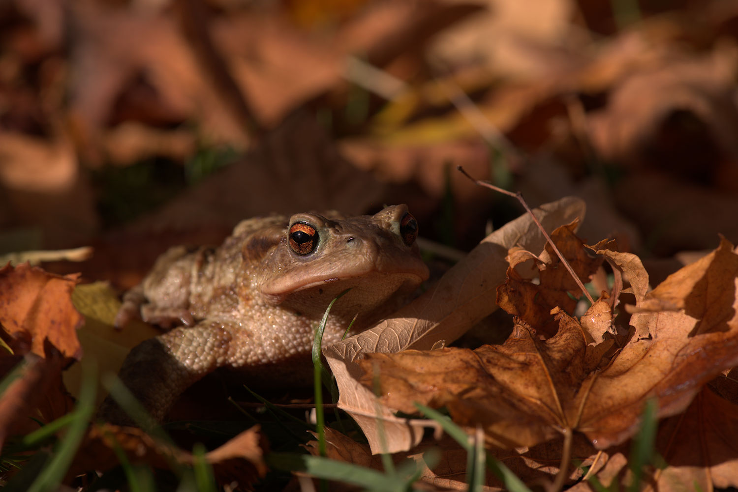 Common male toad