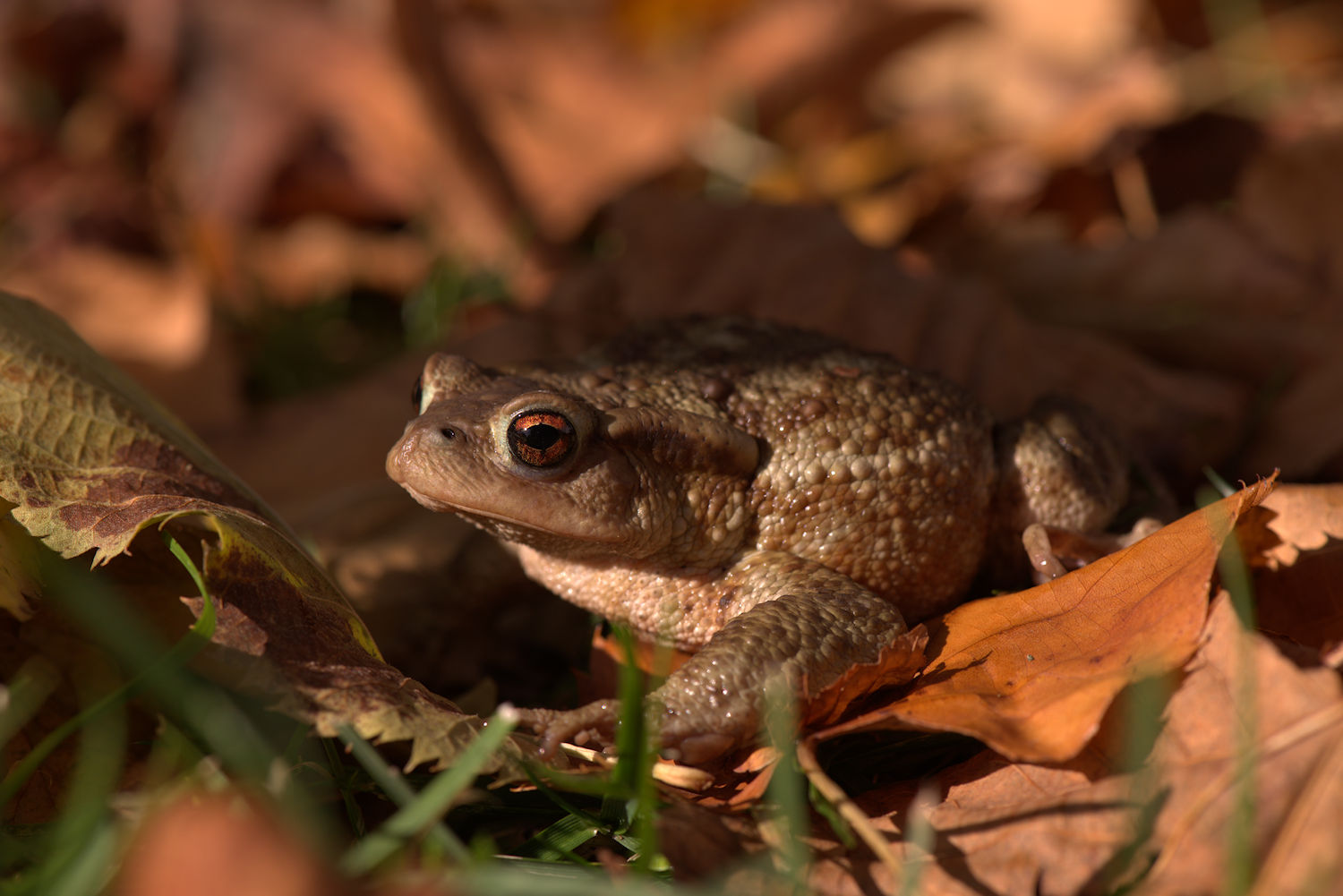 Common male toad