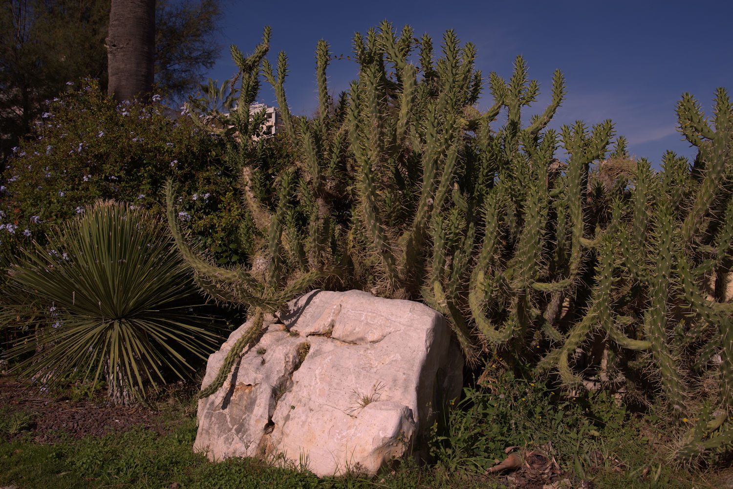 Garden of the Long Sea, San Tronto