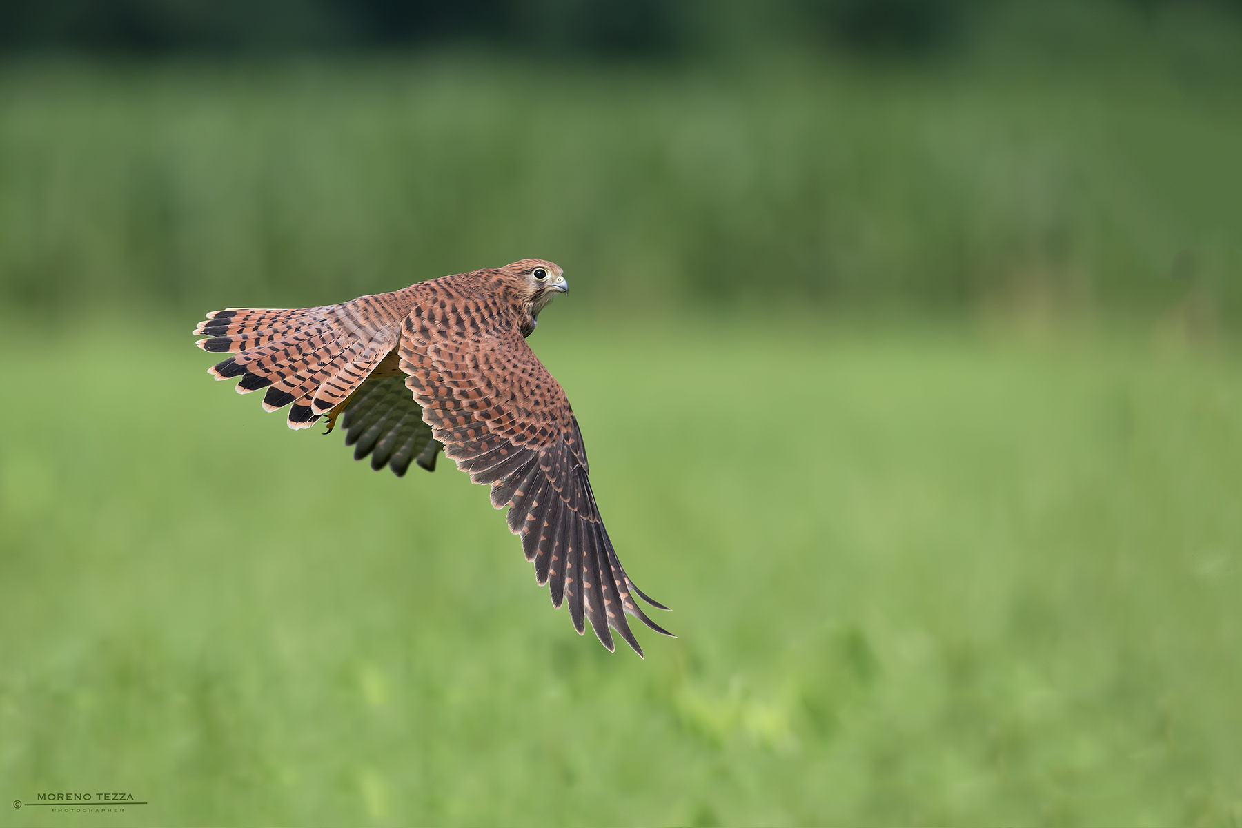 The flight of the kestrel in the "green" sea