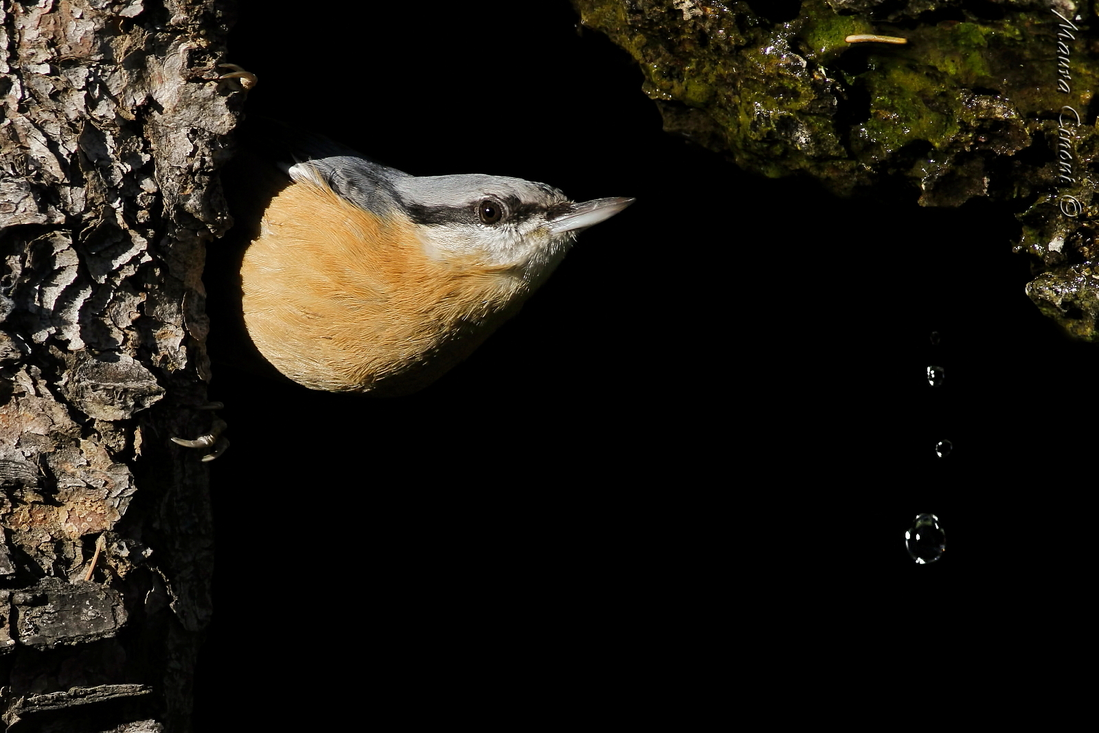 Woodpecker Bricklayer