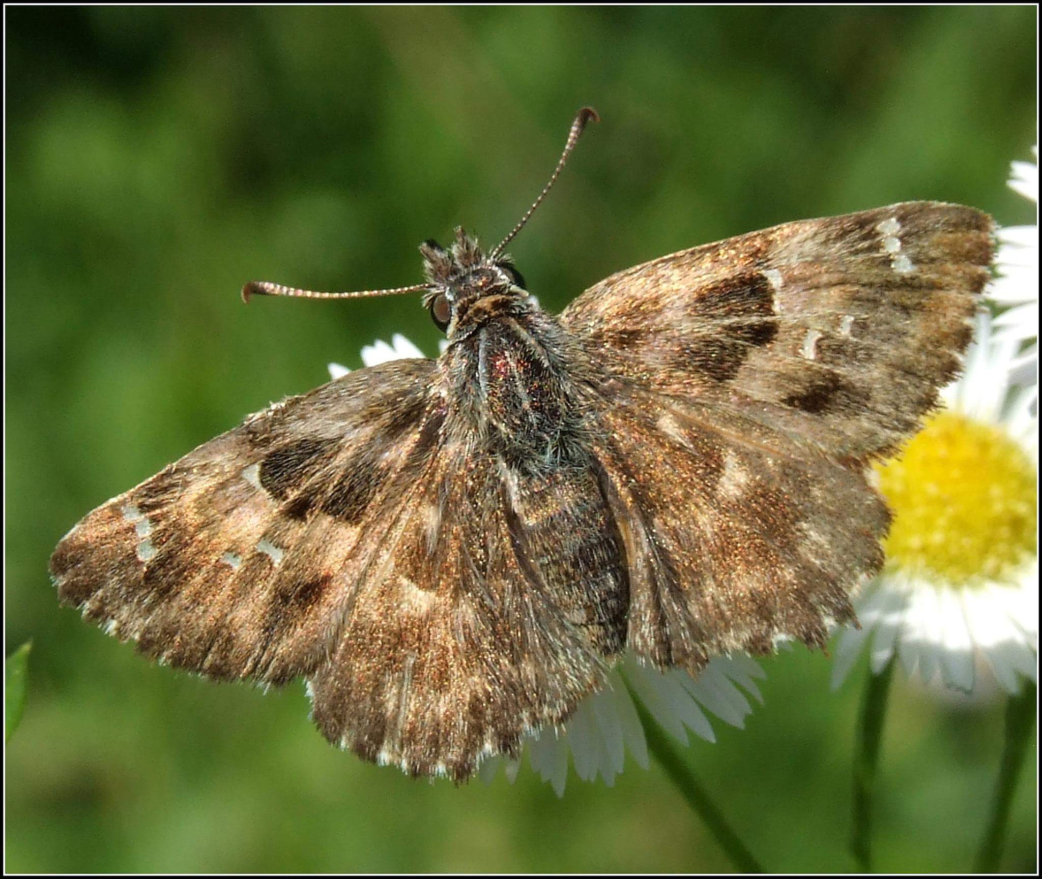 "Carcharodus alceae" female ...