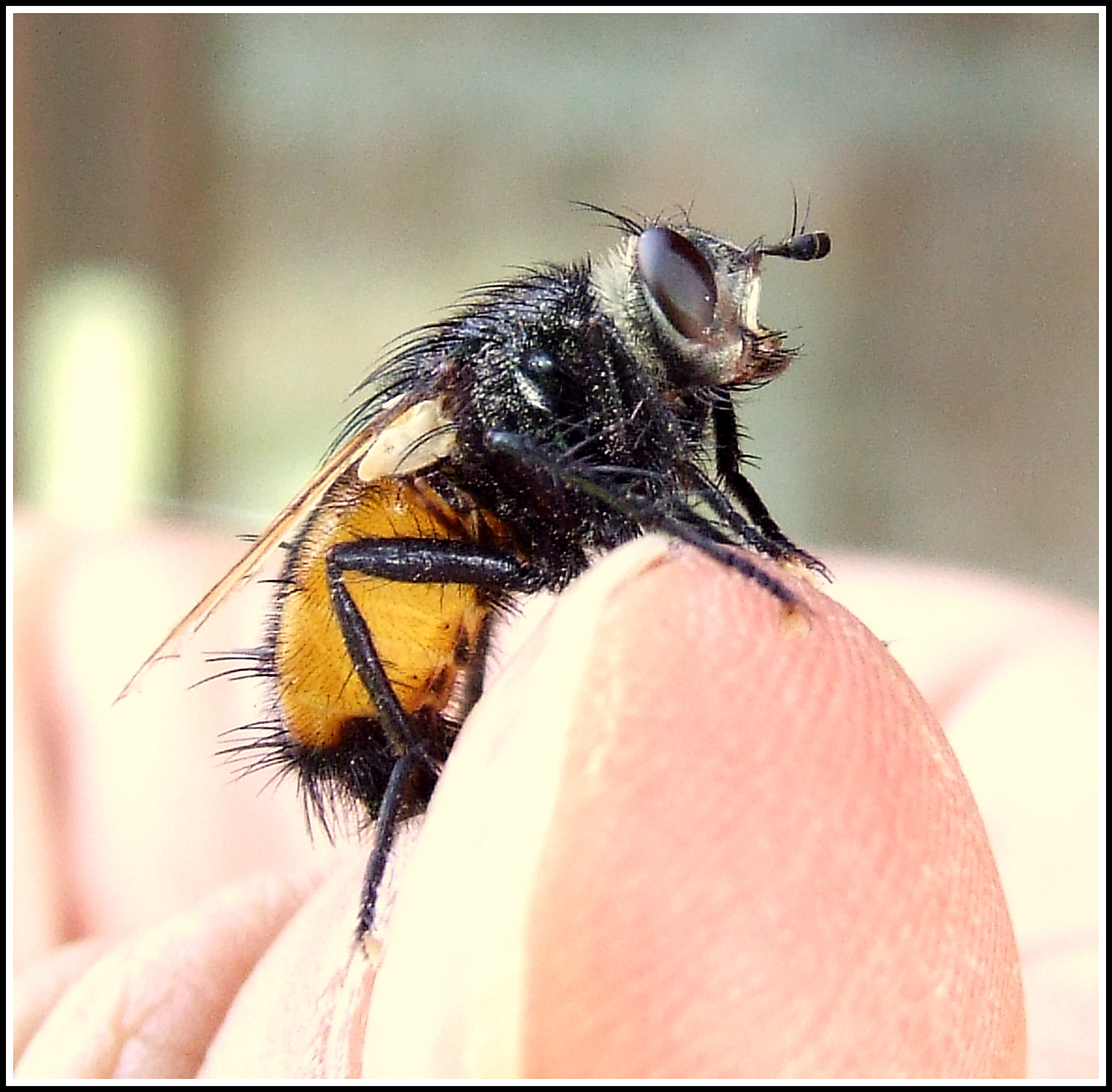 " Tachina magnicornis " femmina...