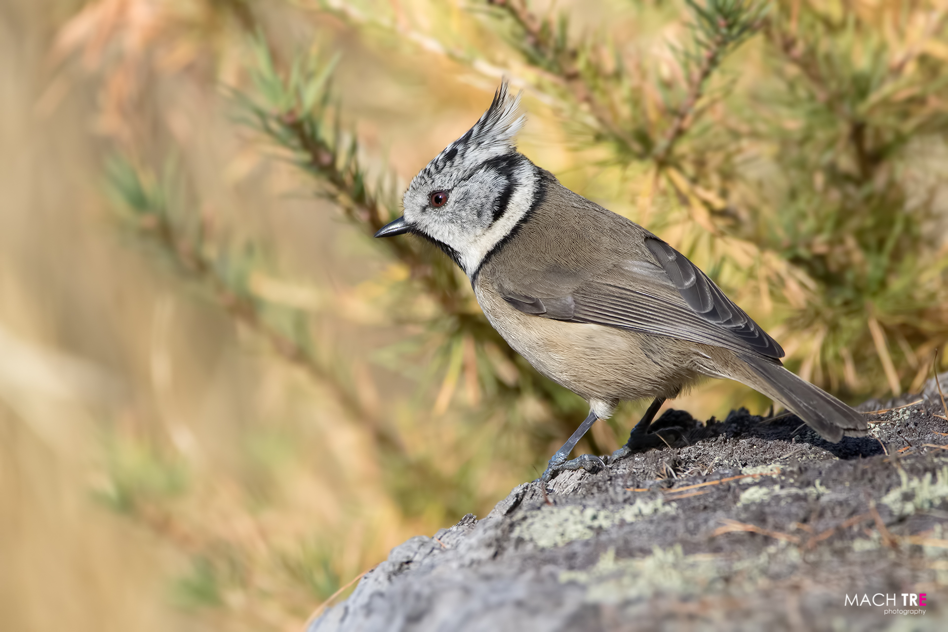Cincia dal ciuffo (Lophophanes cristatus)