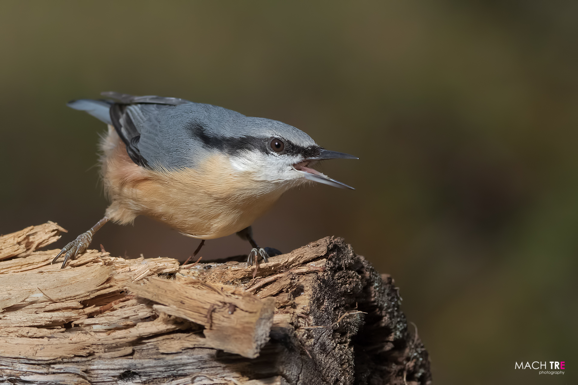 Picchio muratore (Sitta europaea)