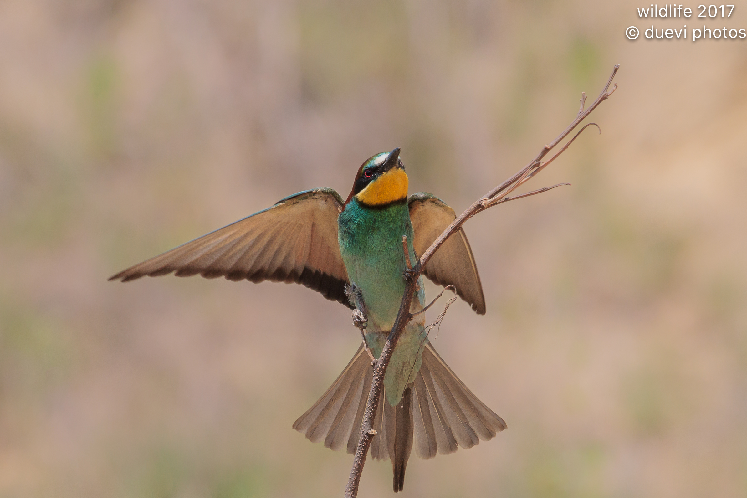 Bee eater