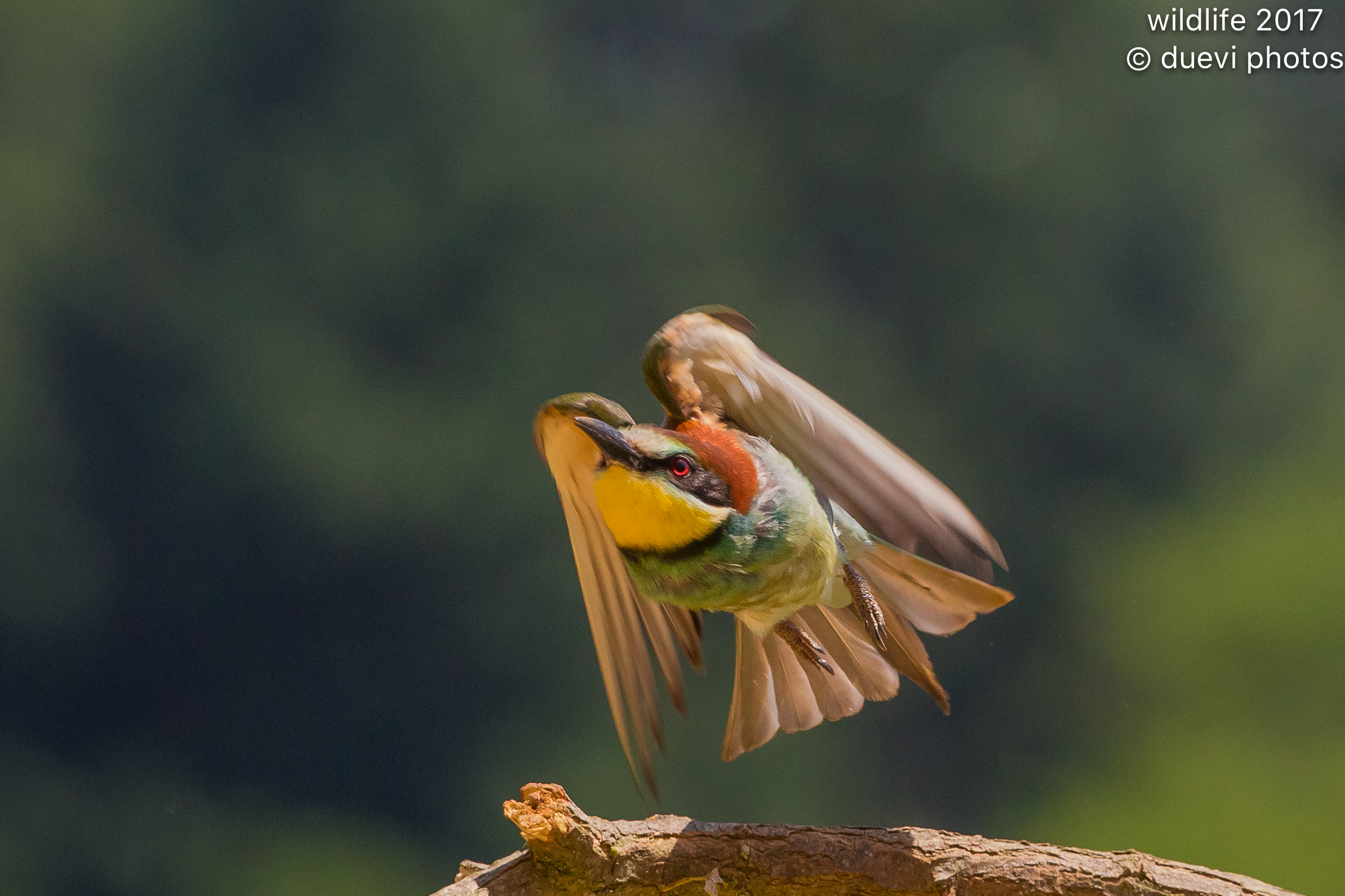 Bee eater