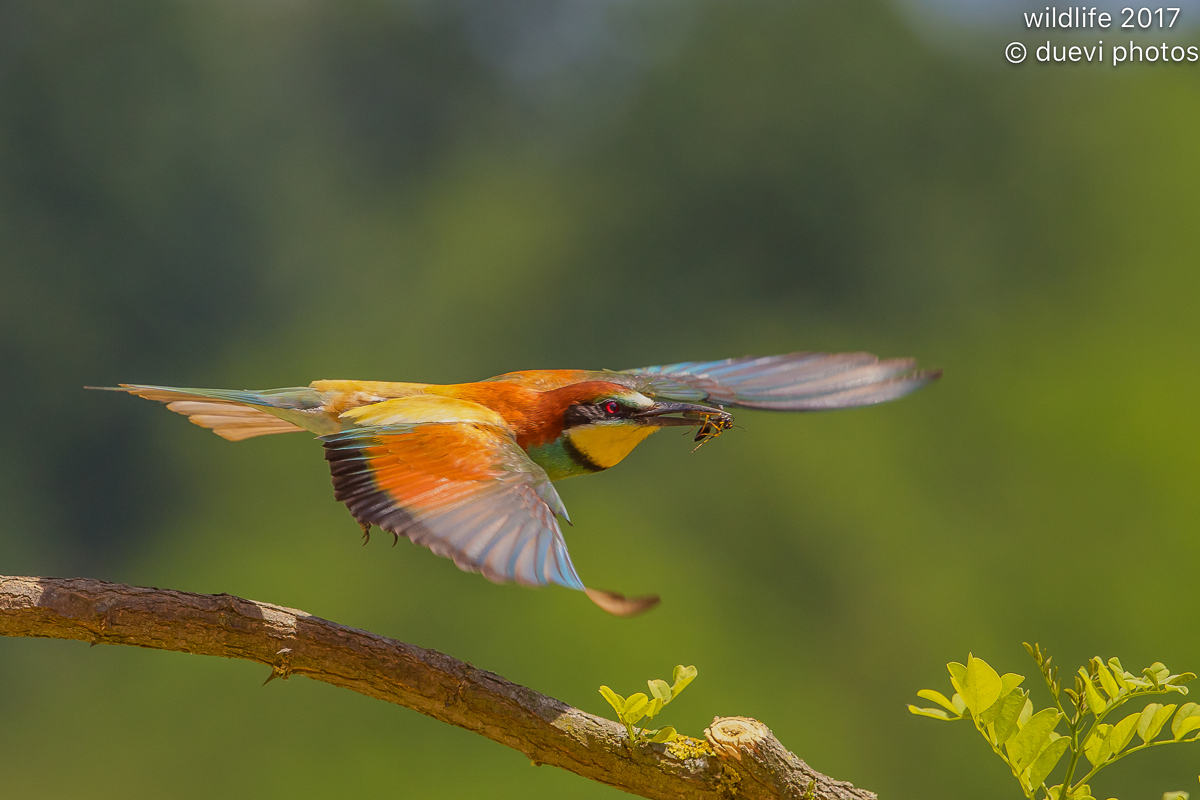 Bee eater