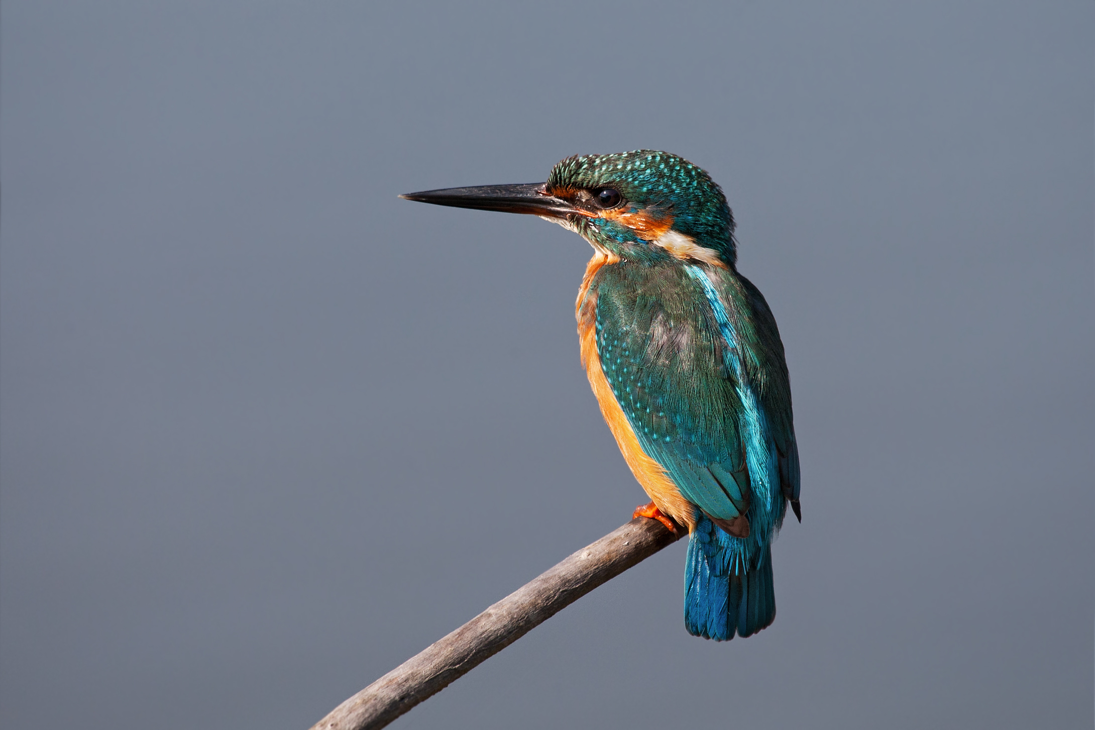 Il mio primo Martino...