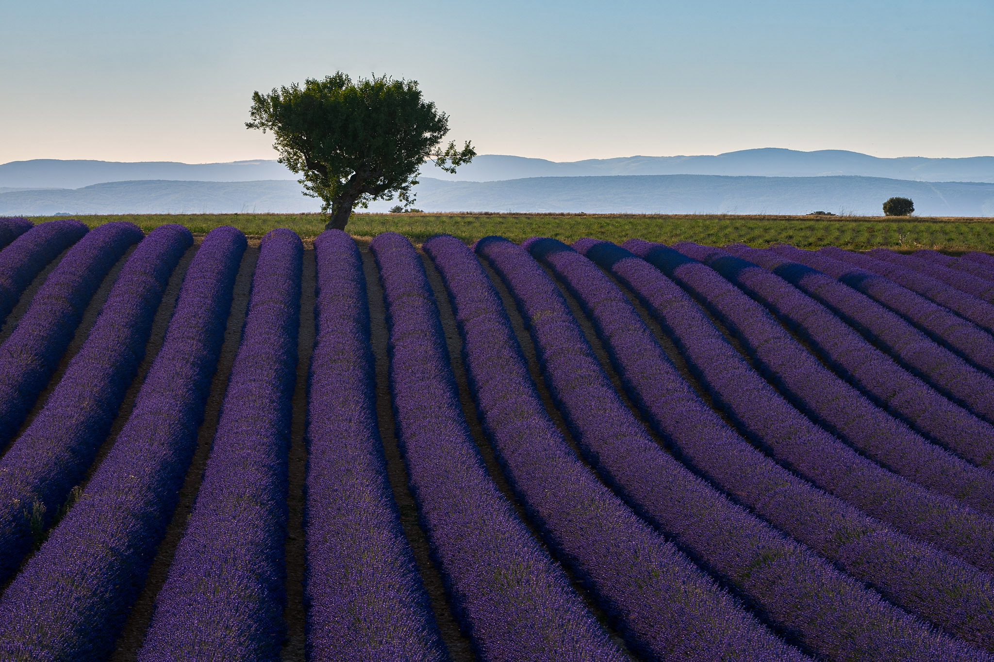 Valensole e la fioritura della lavanda