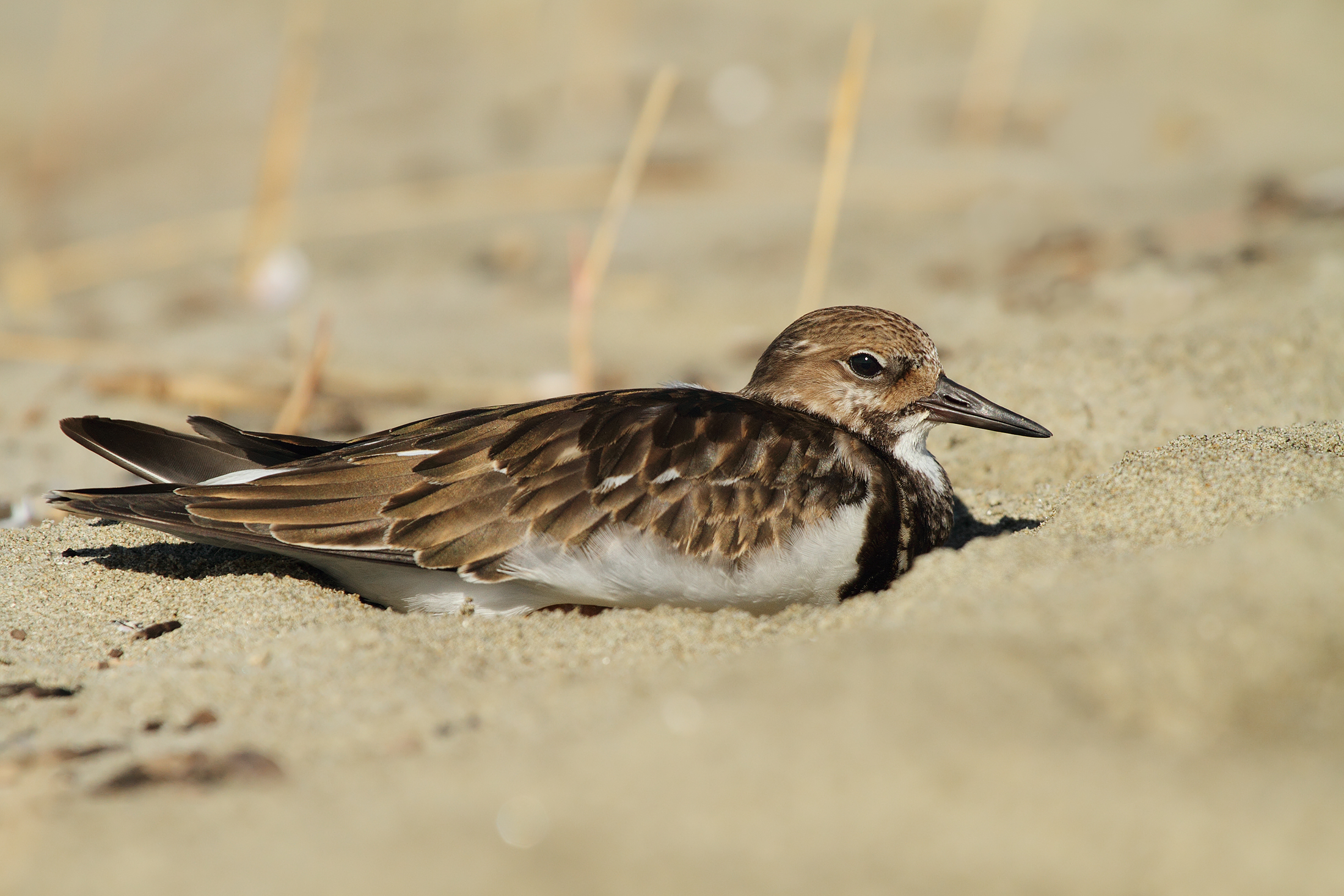 Him lying, I too .........