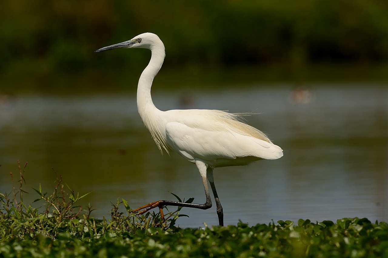 Egret
