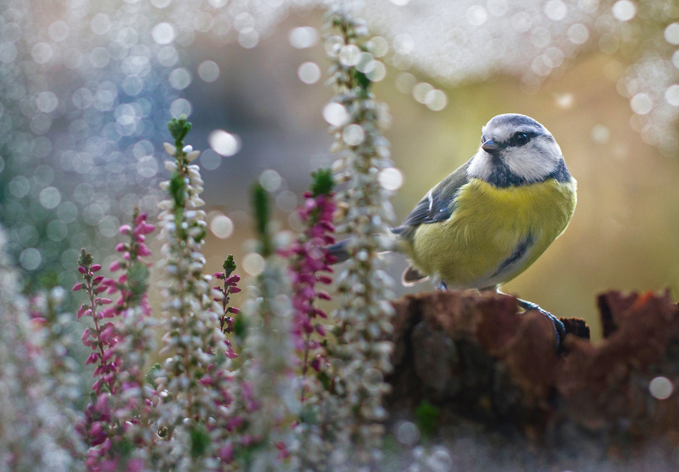 ... curious cinciella