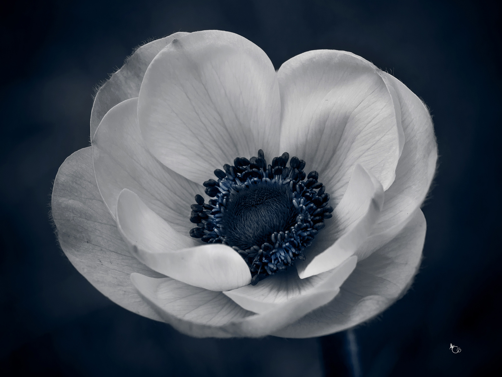 anemone