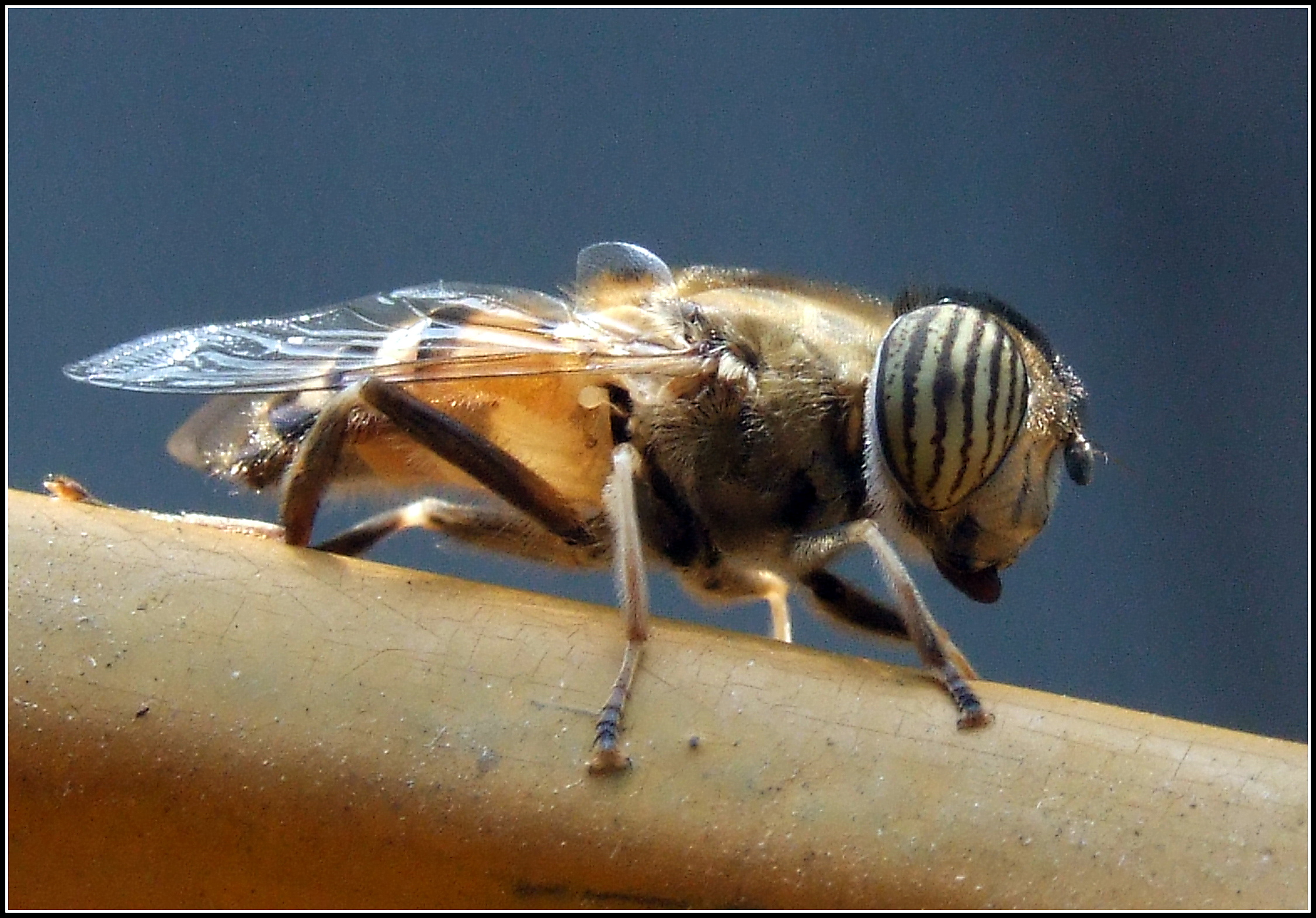 "Eristalinus taeniops" female ...