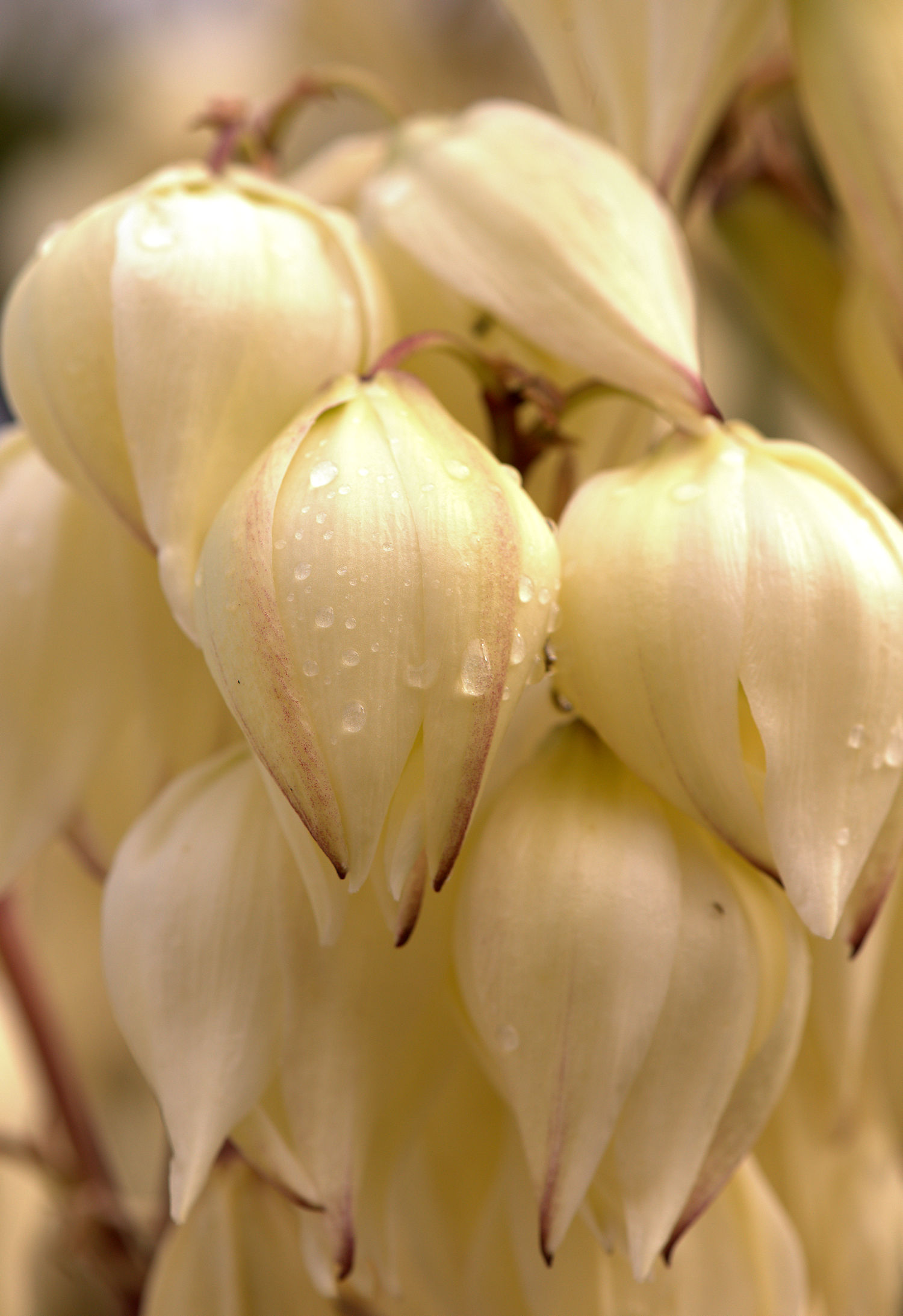 Yucca