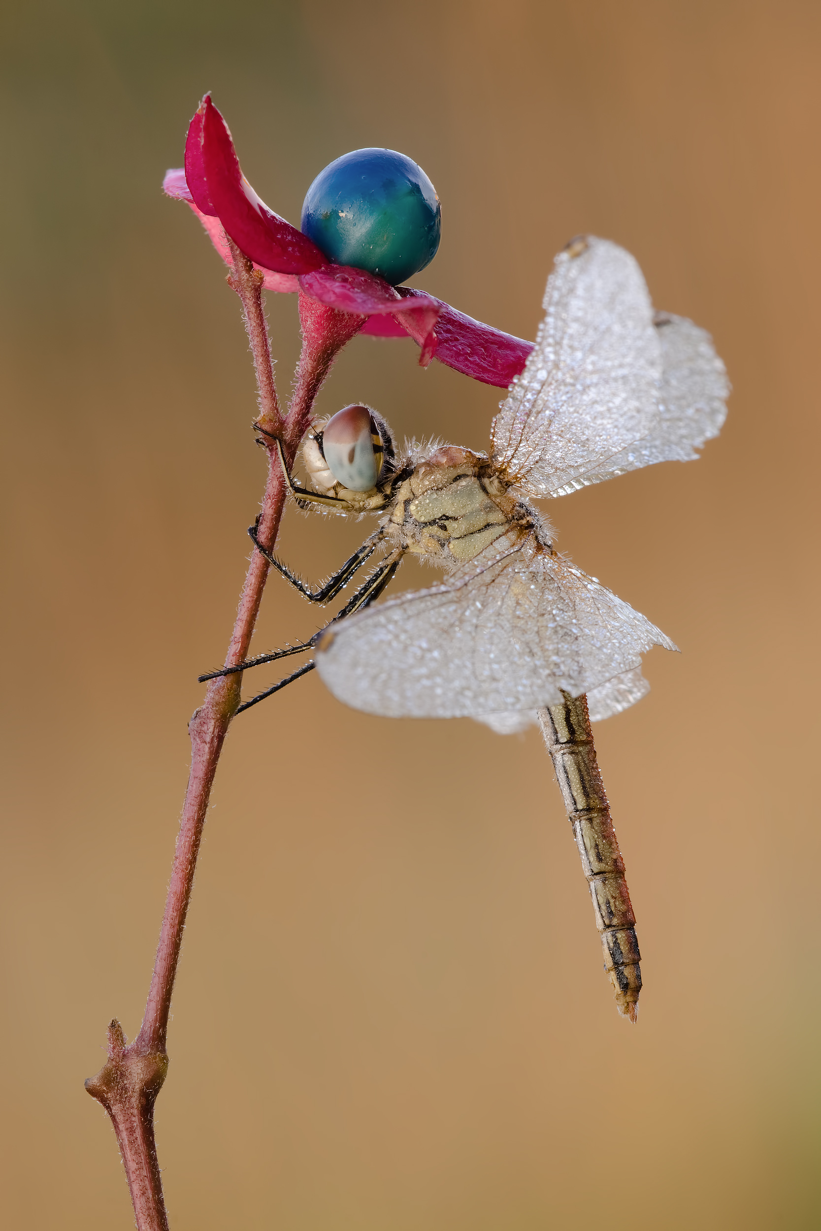 The hat of the Queen ...