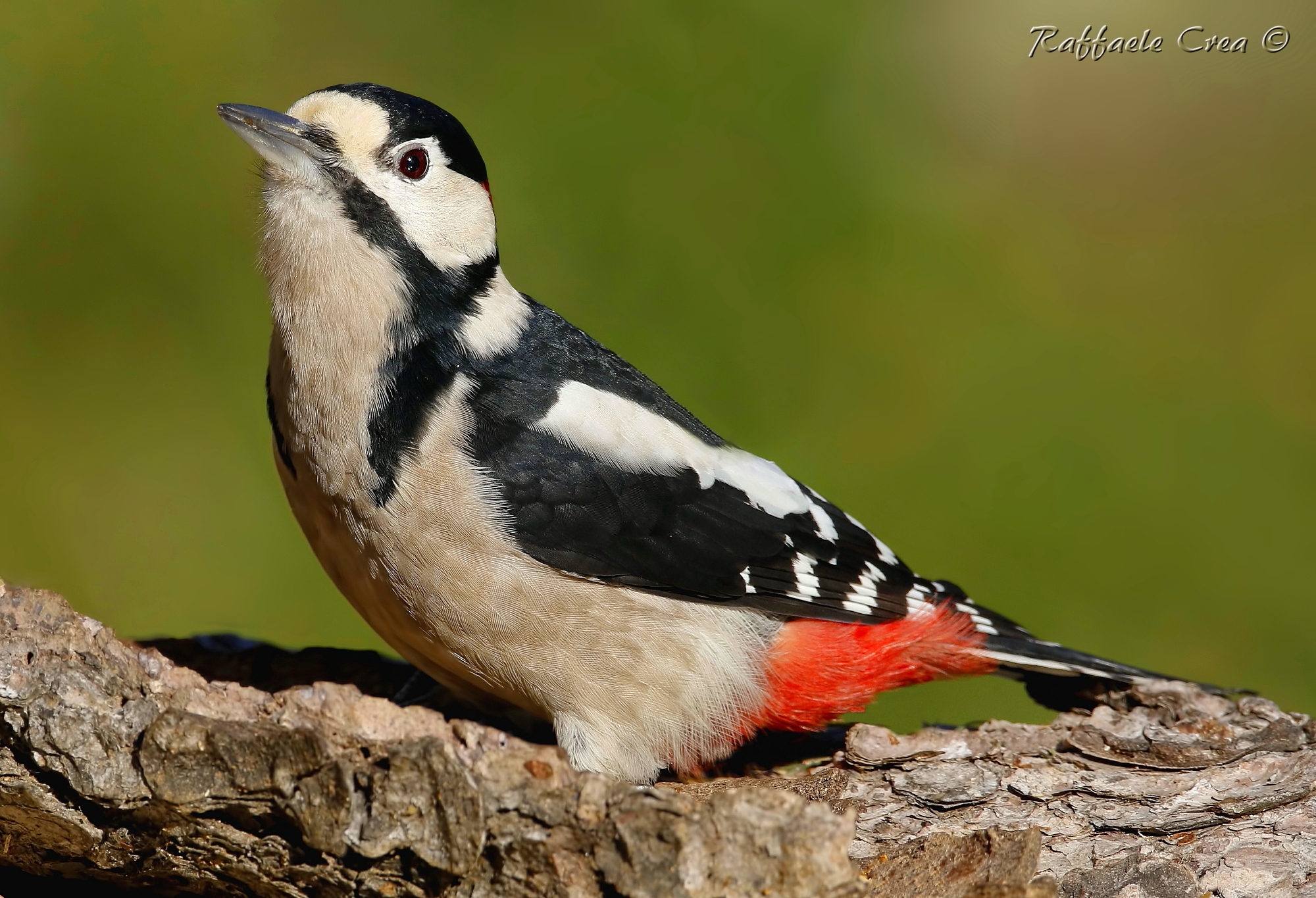 Picchio Rosso Maggiore